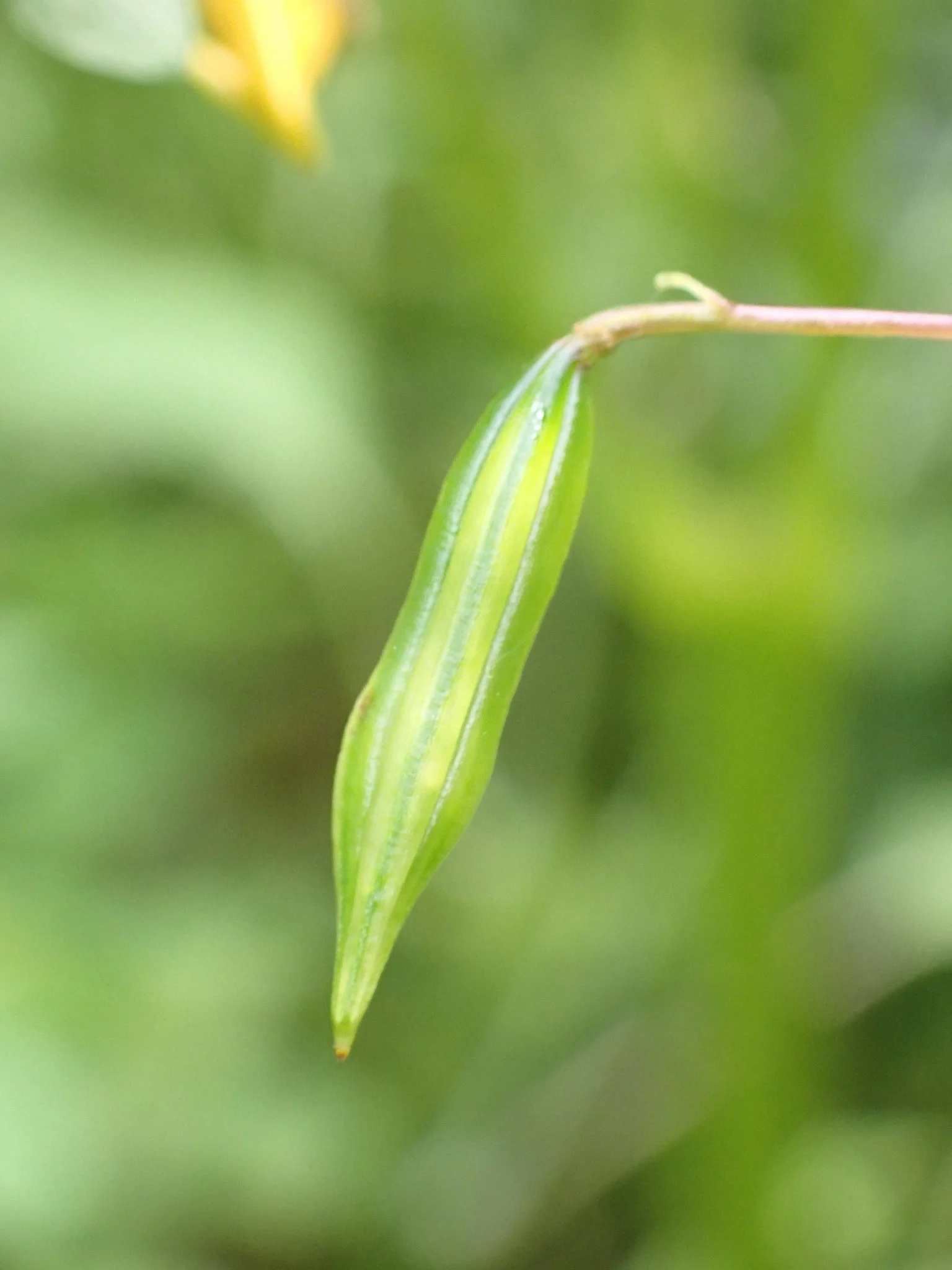 A green seedpod in the foreground and blurry green vegetation in the background.