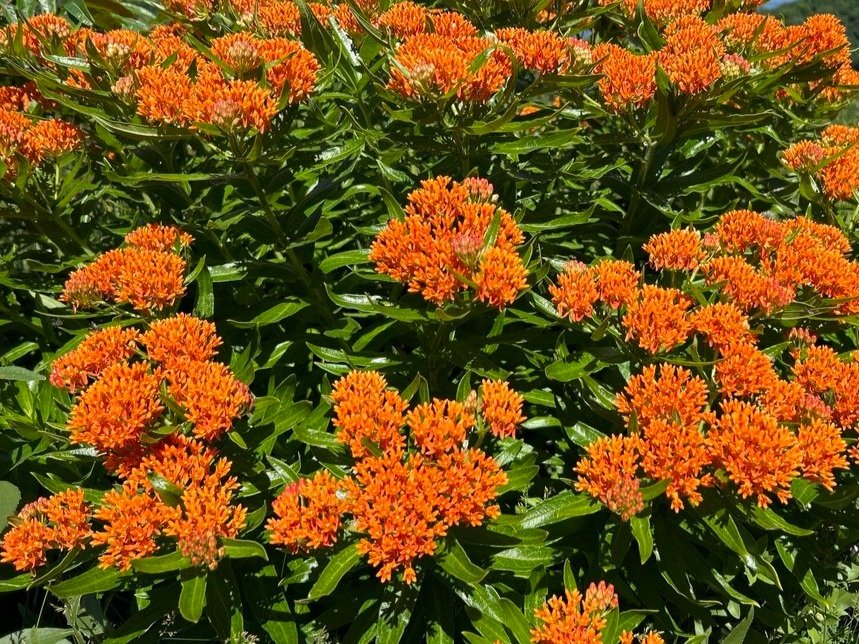 tuberosa2.jpg