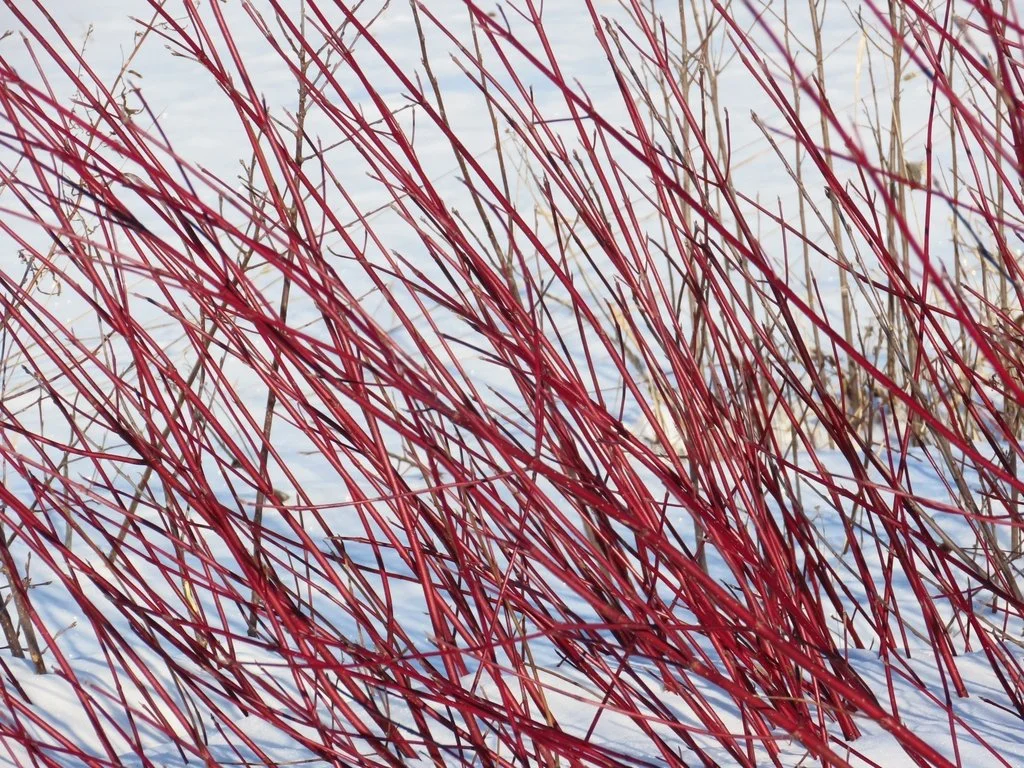 dogwoodsnow.jpeg