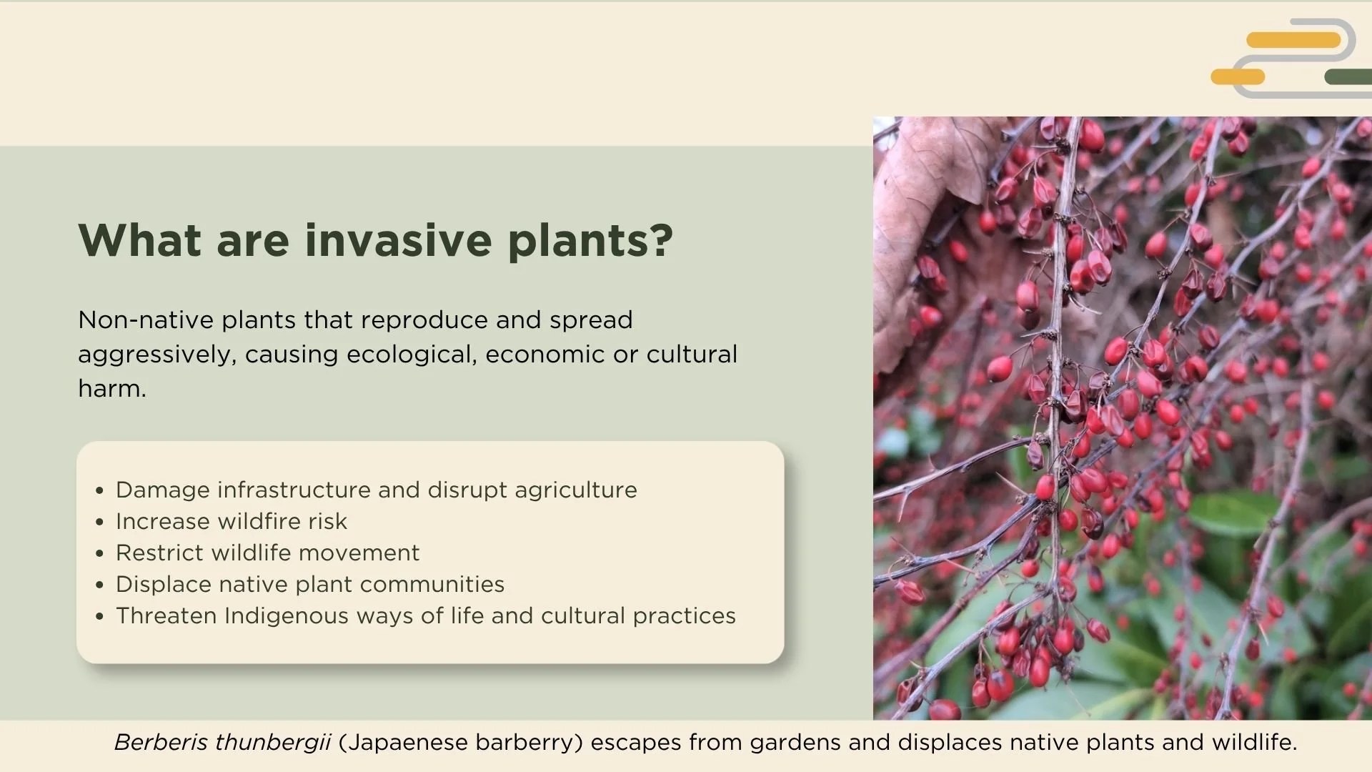 Description of invasive plants and a photo of red berries of Japanese barberry