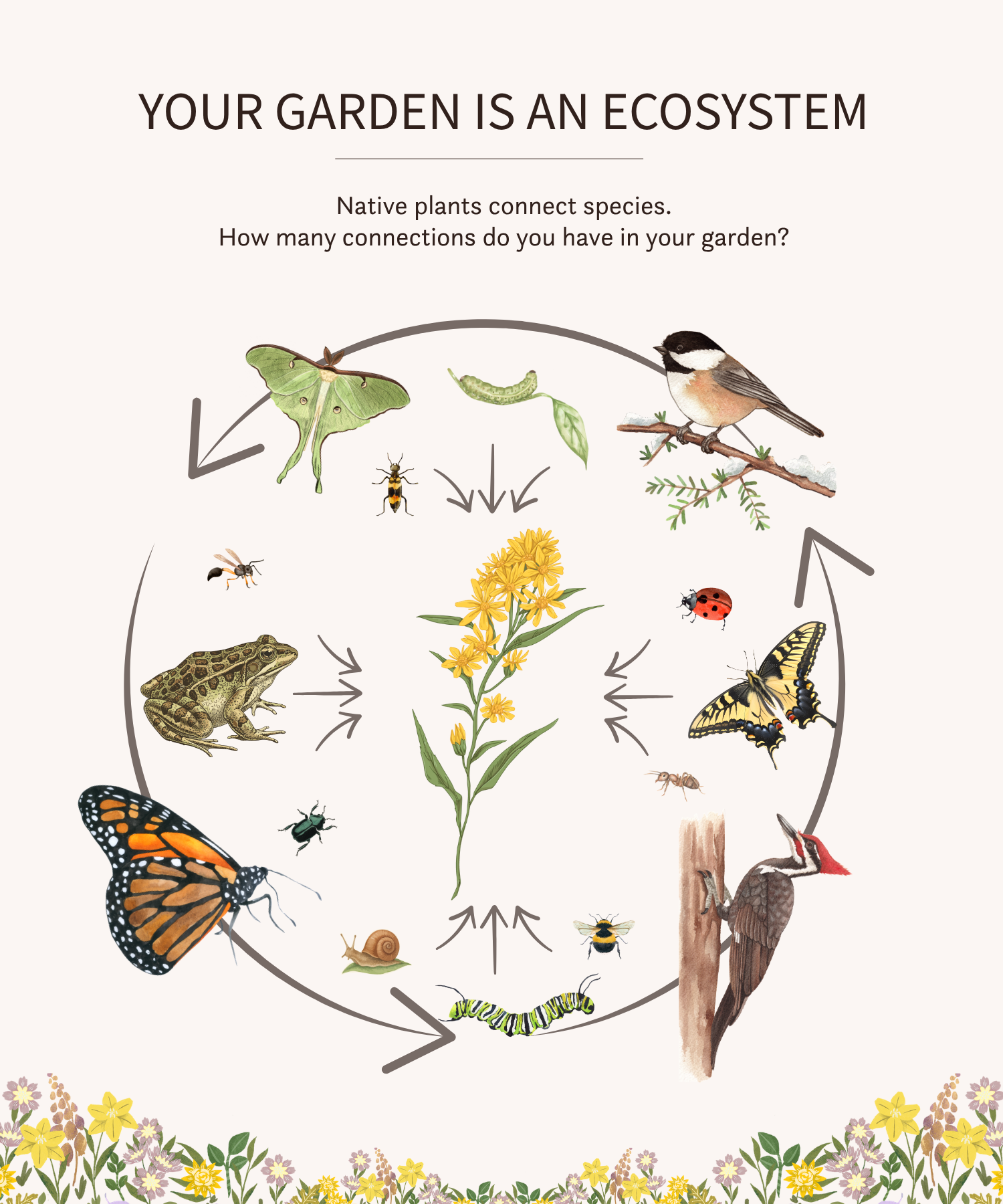 An  illustrated diagram including birds, insects and plants with arrows representing their connections.