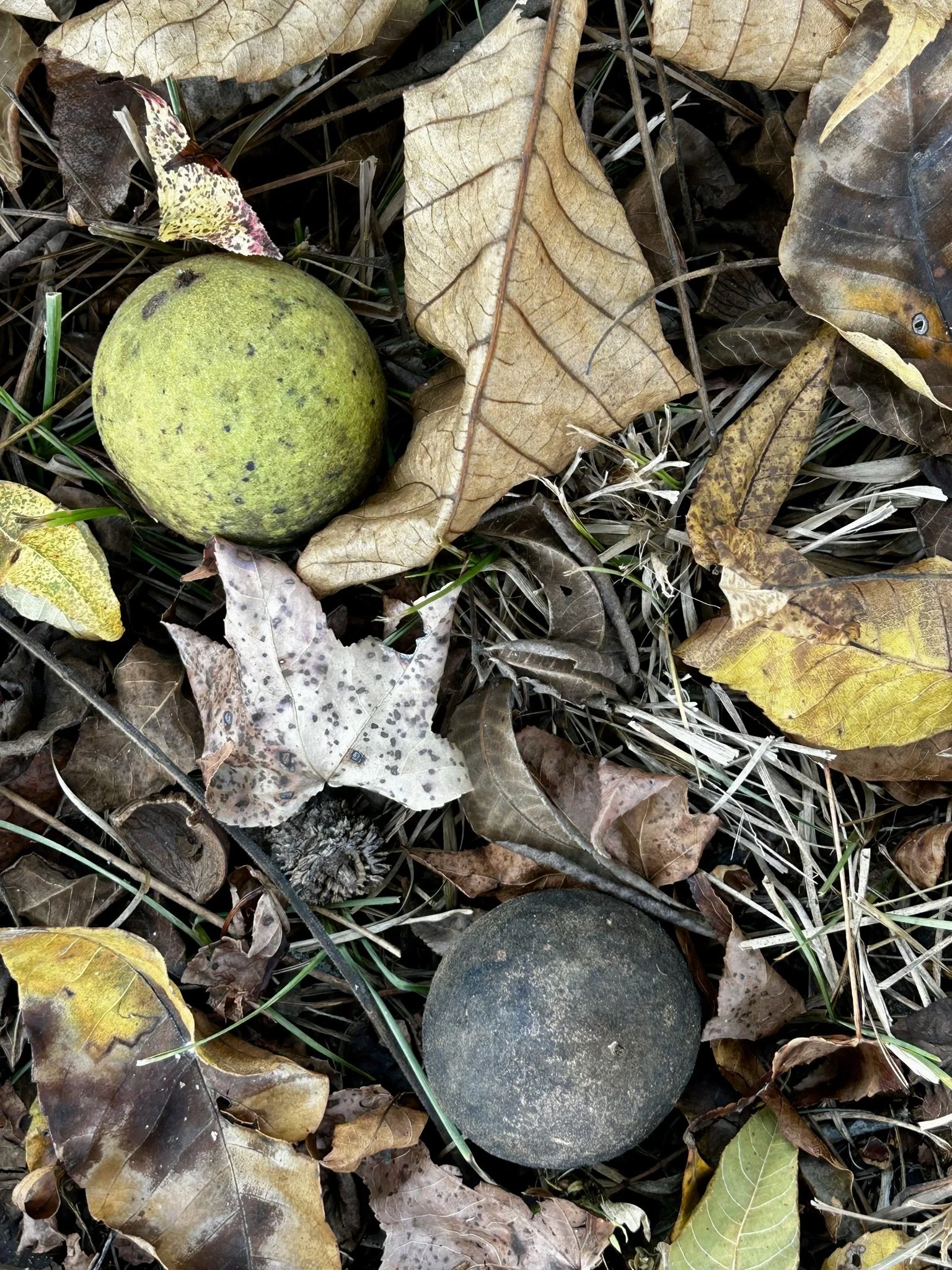 Two large walnuts atop fallen leaves and green grass.