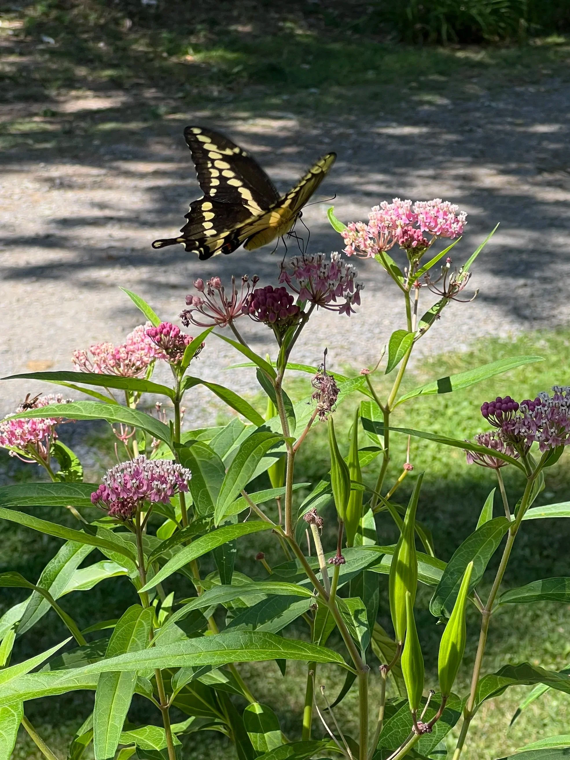 giantswallowtail.jpg