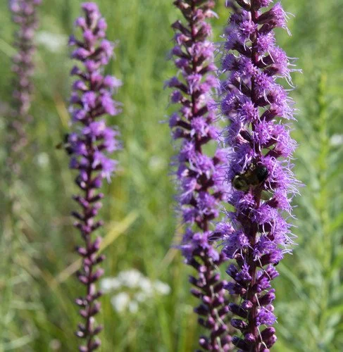 Liatris spicata / Dense Blazing Star