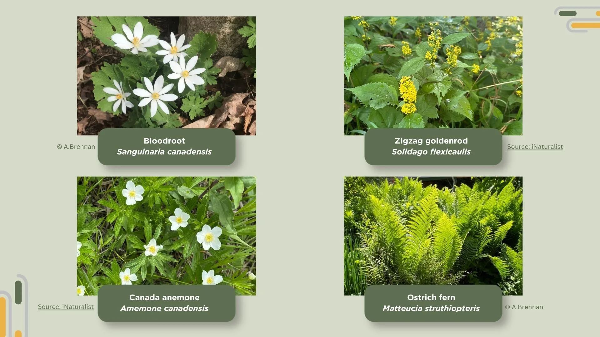 Photos of bloodroot, zigzag goldenrod, anemone and ostrich fern