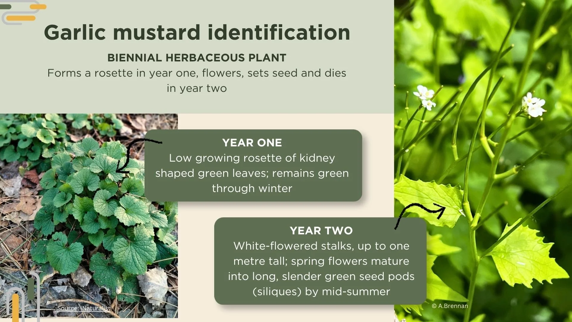 Two images of plant leaves, illustrating the difference between the leaves of first and second year plants