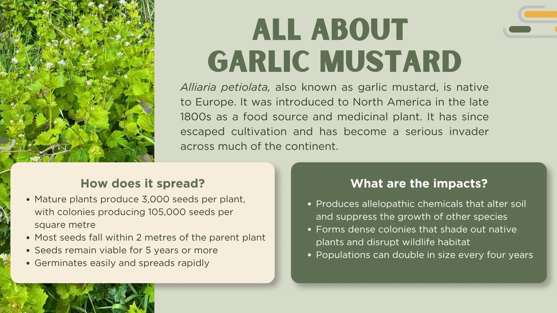 Description of garlic mustard