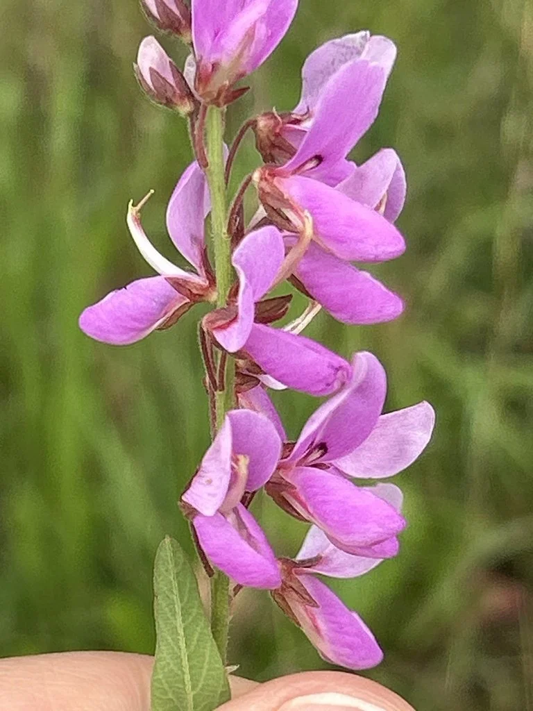 desmodium.jpg