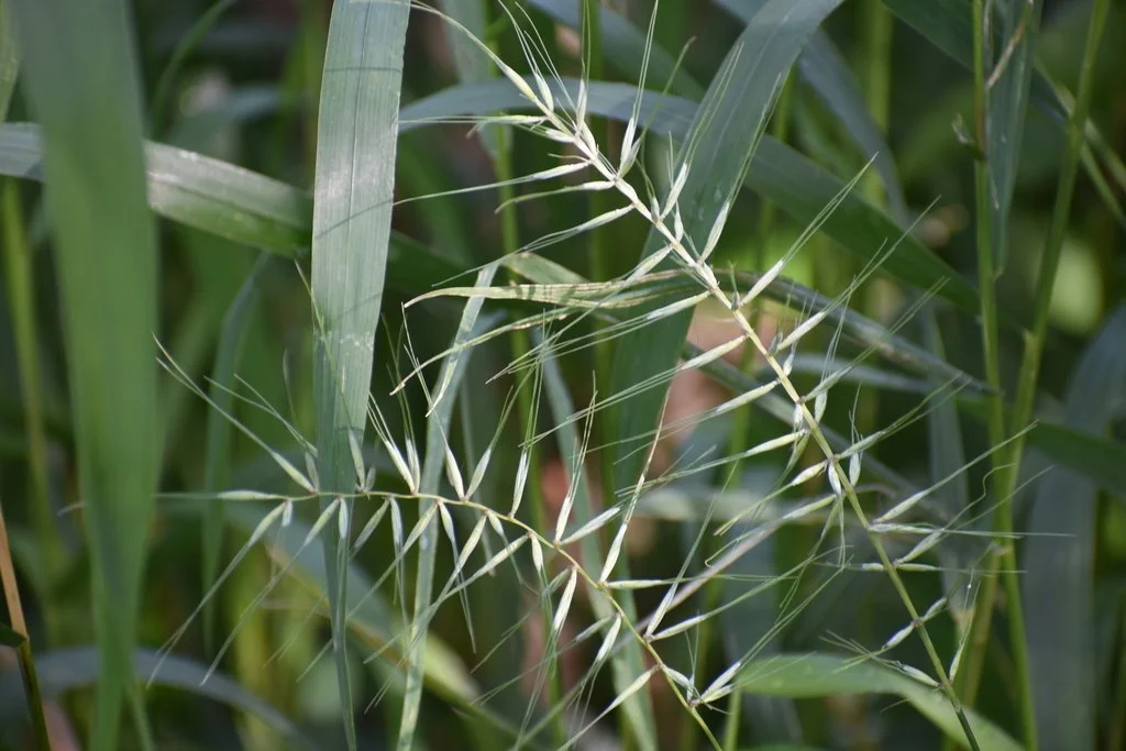 Elymus hystrix / Bottlebrush Grass