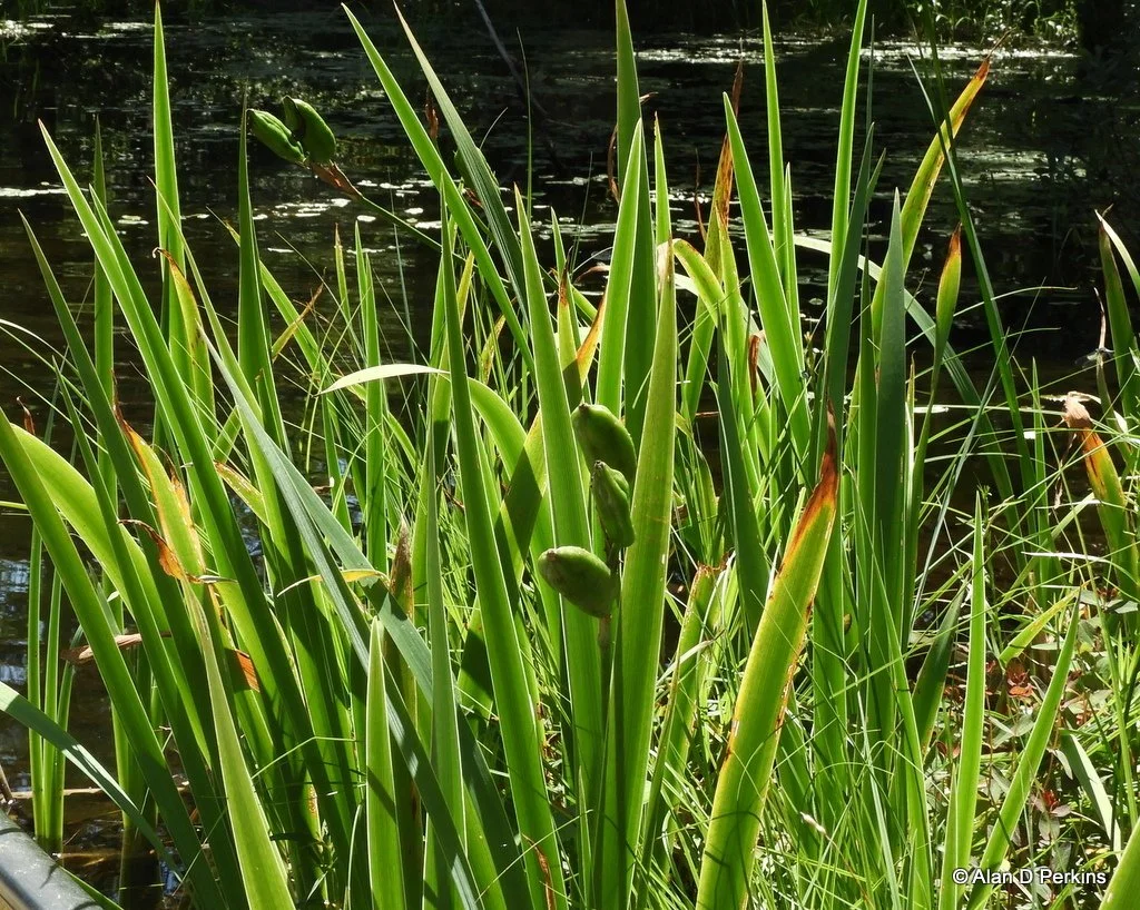 Spiky green leaves and rounded seed pods on a background of dark water.