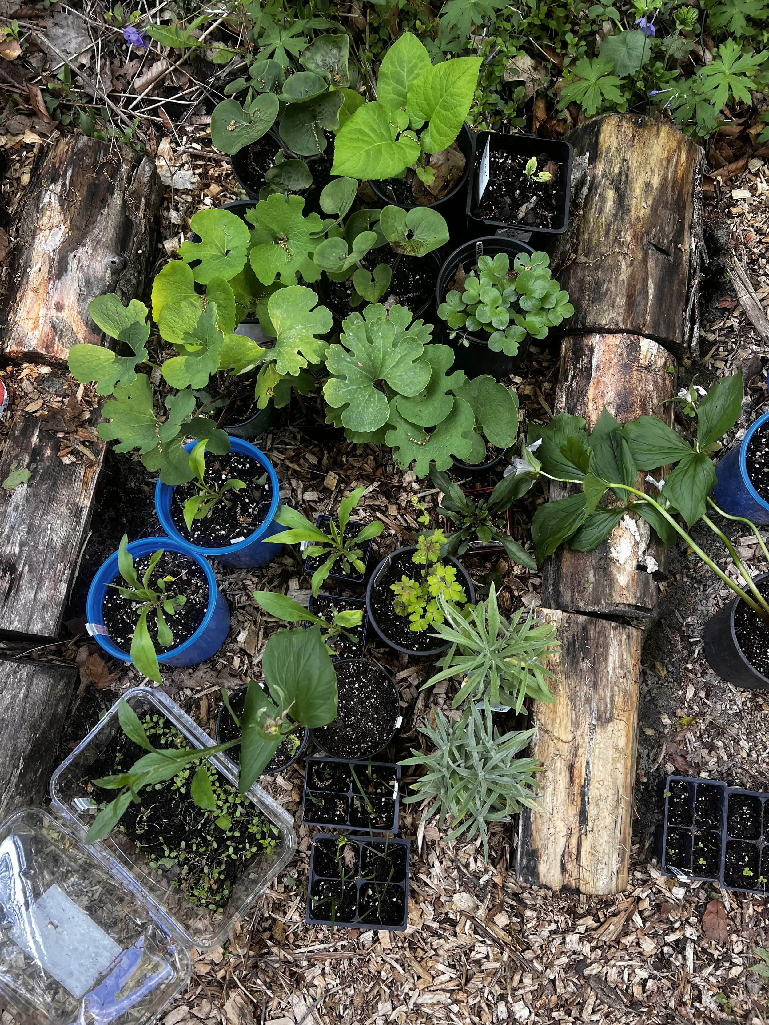 A collection of plants in nursery pots.
