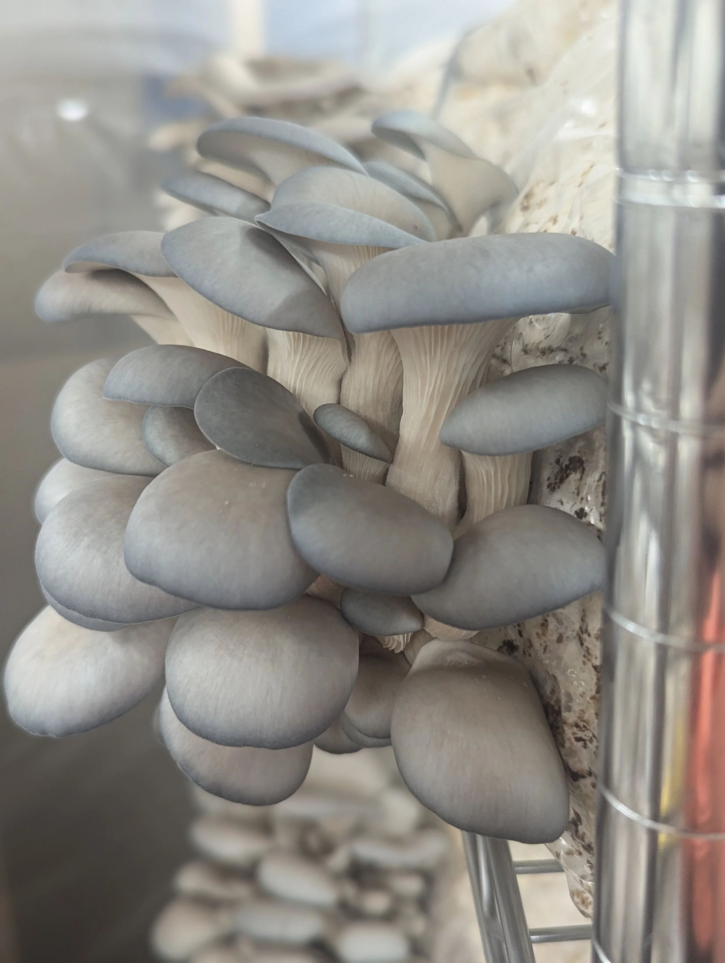 blue oyster .jpg