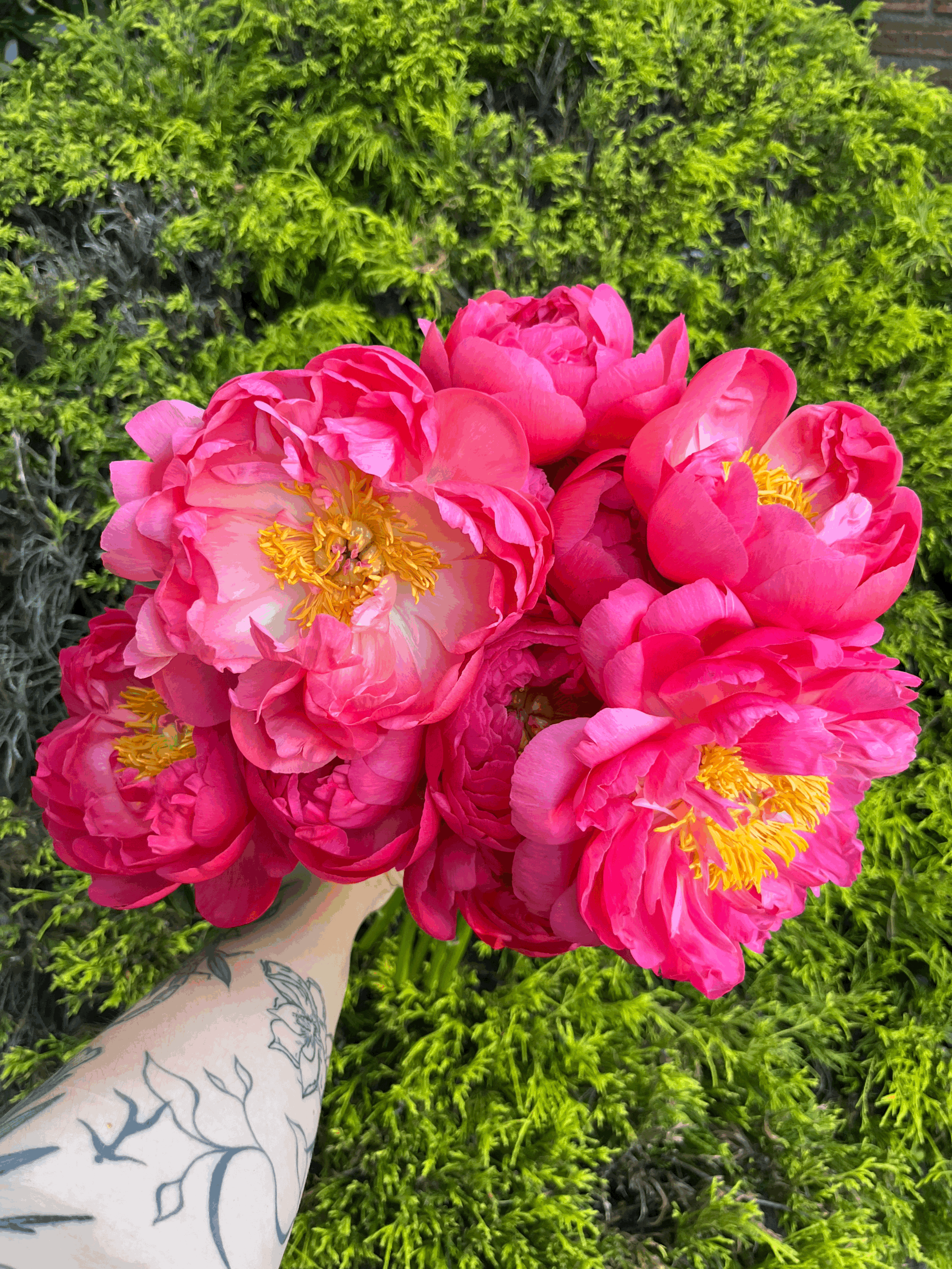 PEONIES