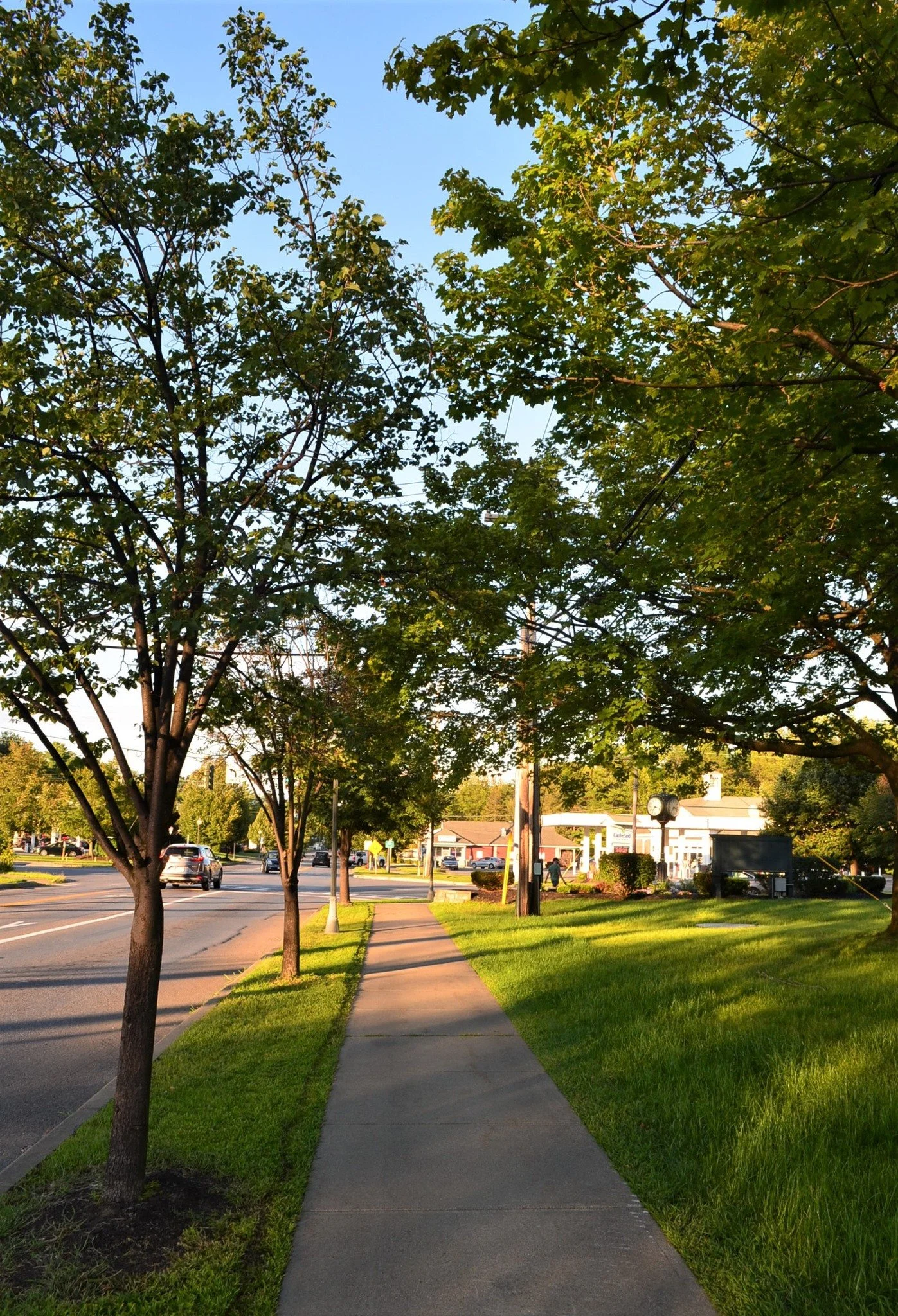 Photo is of A sidewalk in the Town of Milton with lush green grass growing and street trees along the side.
