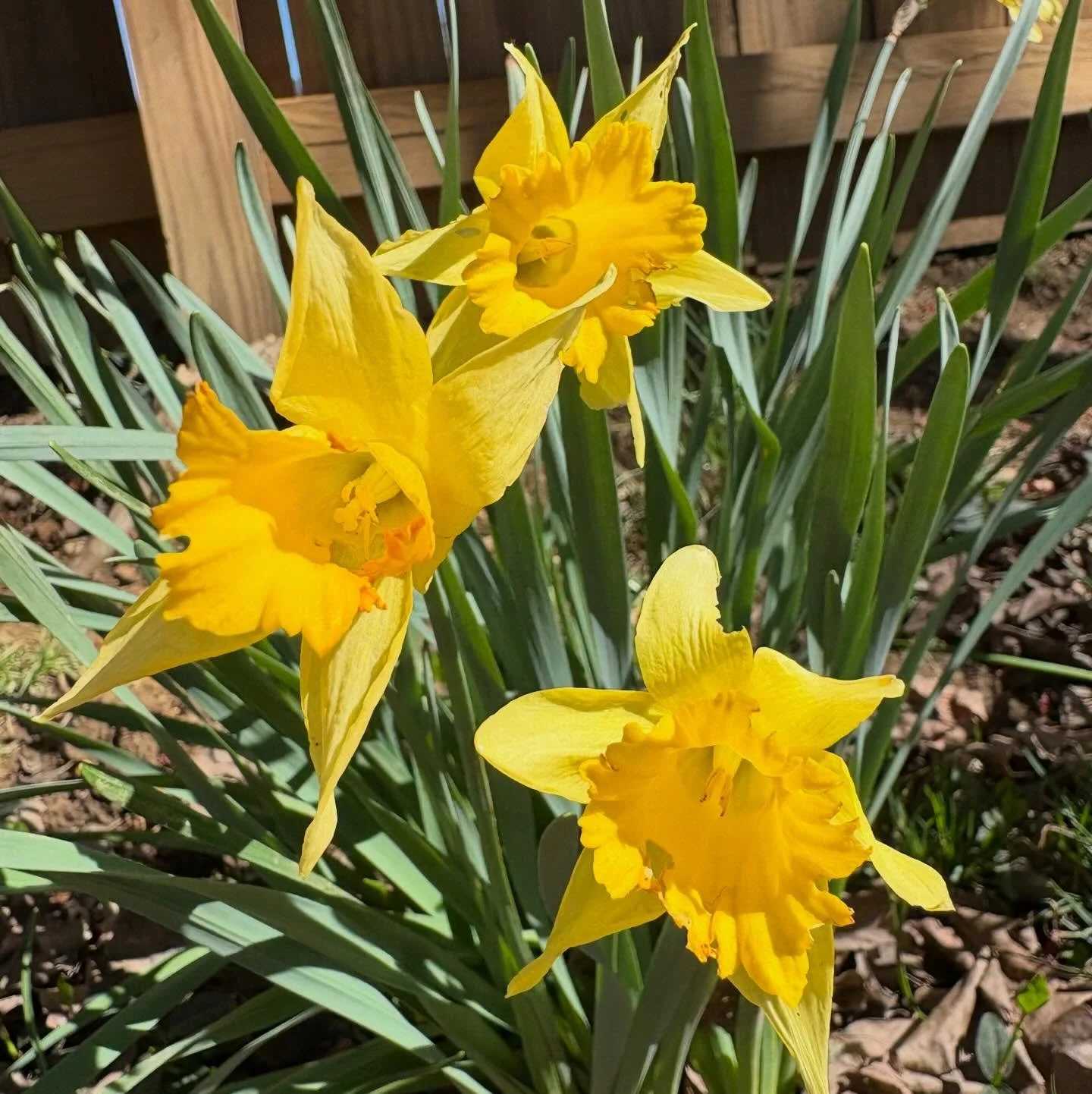 springgggggg 🥳🥳🥳