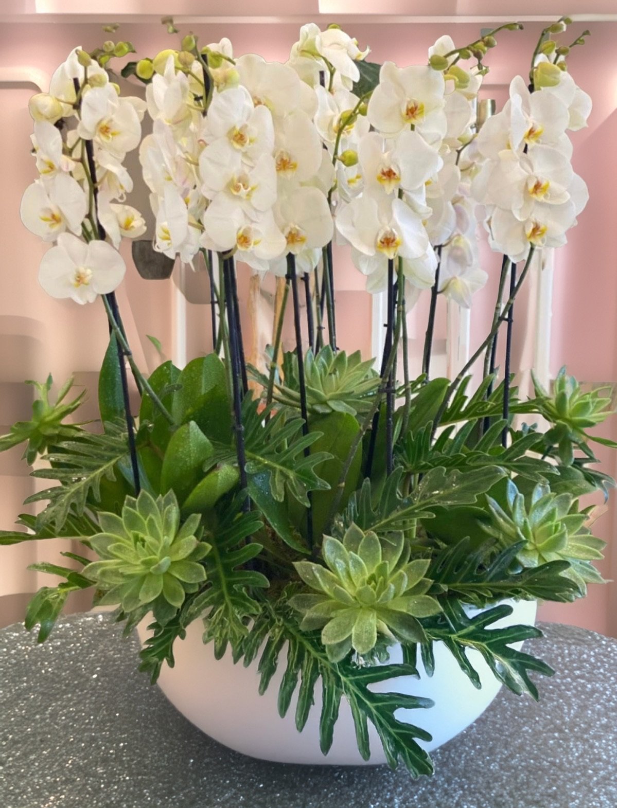 Pure Orchid Garden