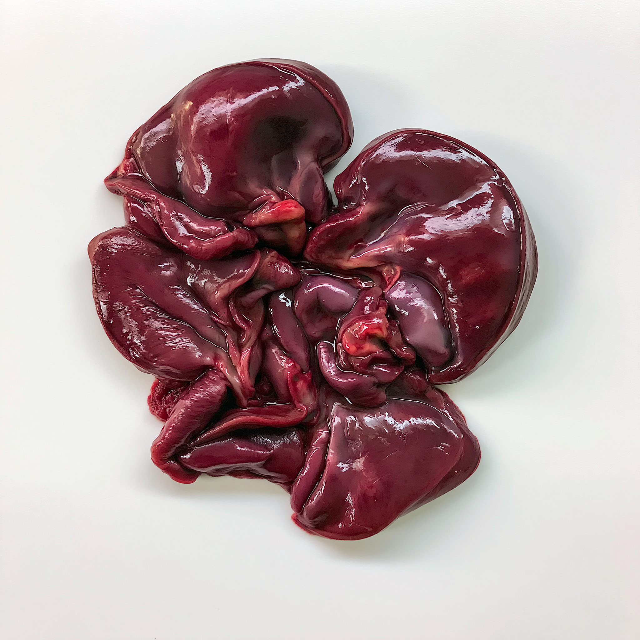 RAW Beef Kidney