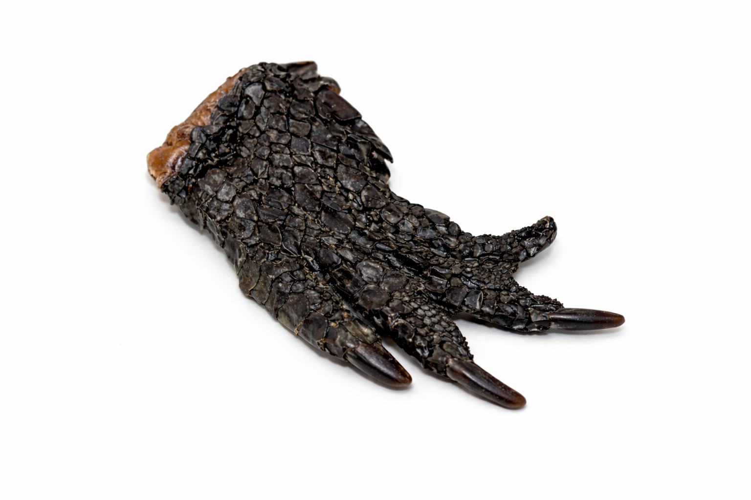 CROCODILE FOOT
