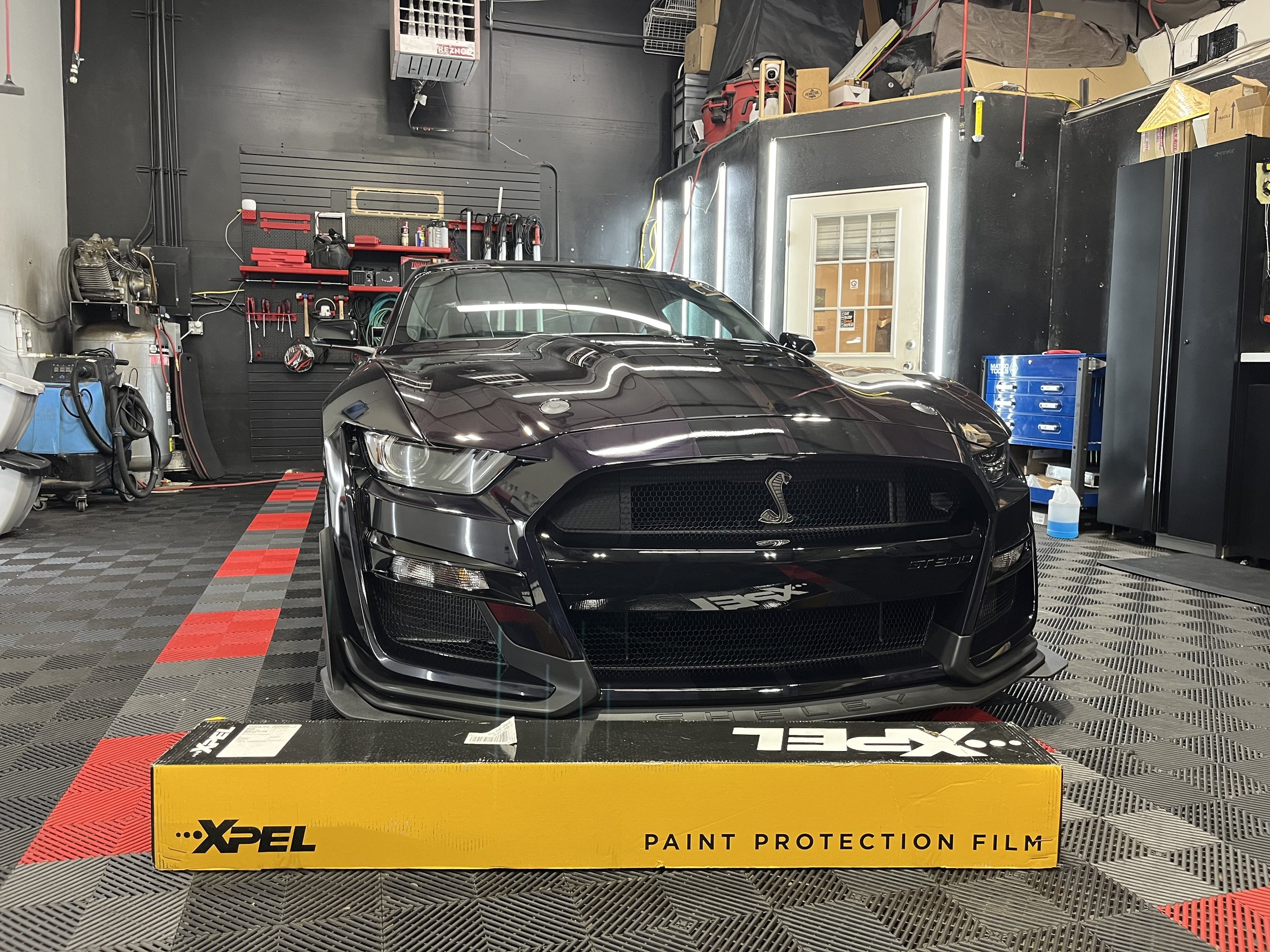 Shelby with xpel box logo .jpg