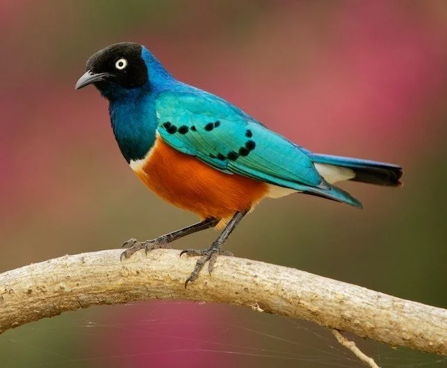 superb-starling.jpg