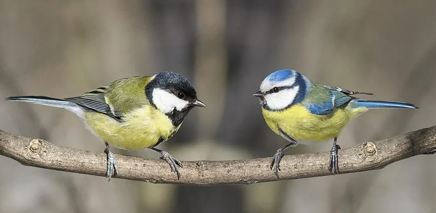 greattitandbluetitonabranchcnatabaadobestockimagescrop.jpg