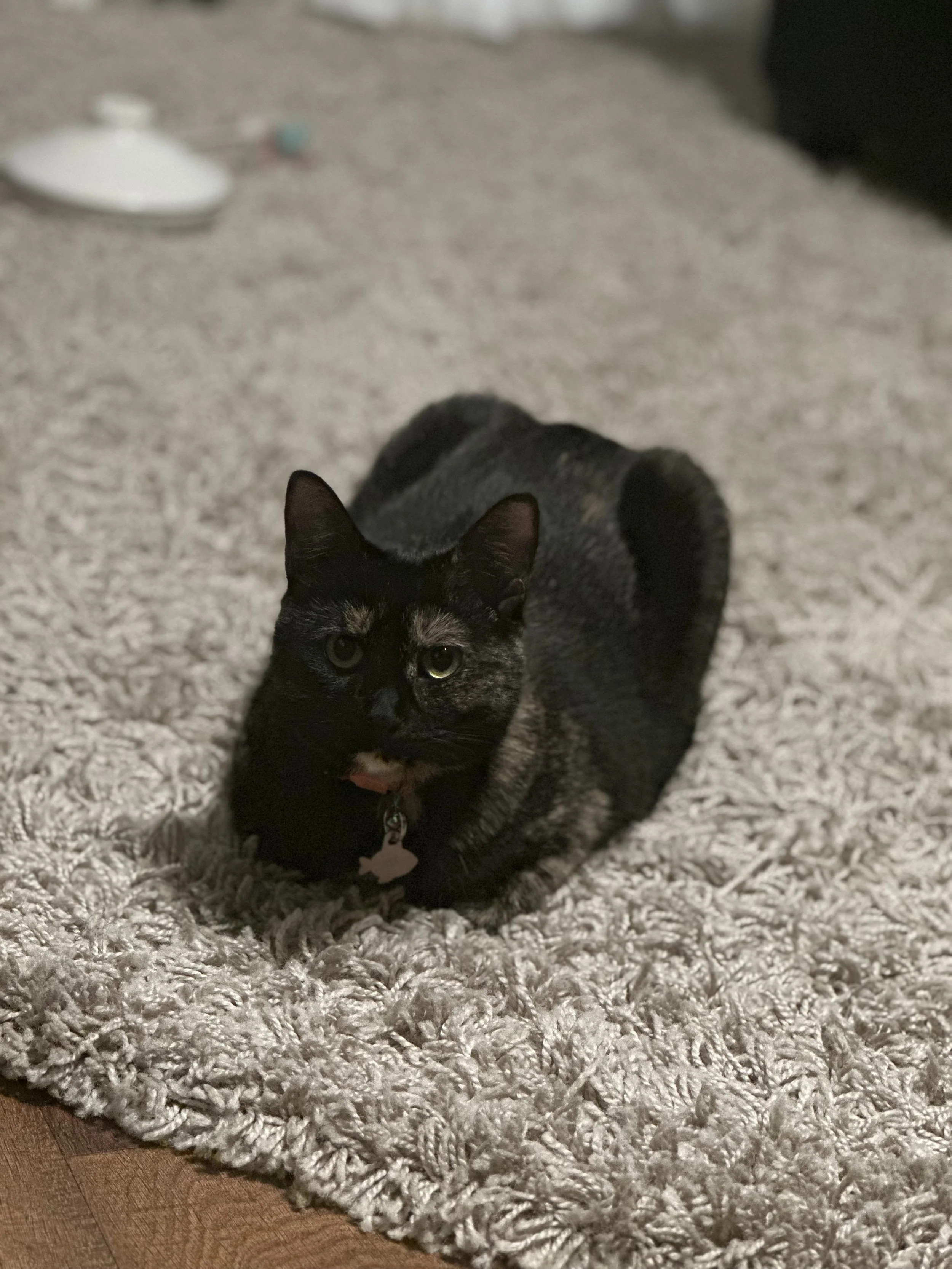 A cat :)