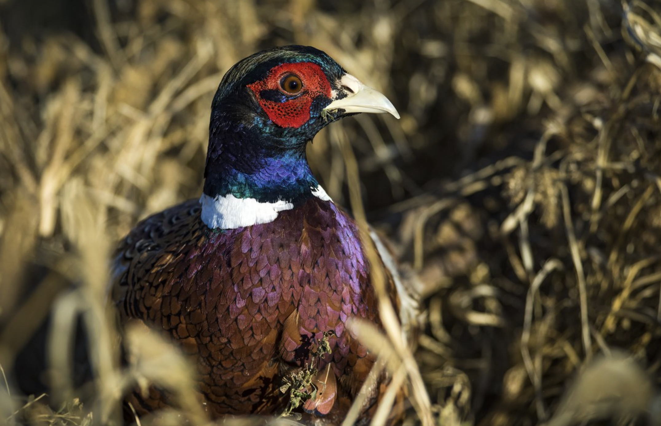 Close-up of a colorful wild pheasant with red, blue, black, and purple feathers standing among dry grass.
