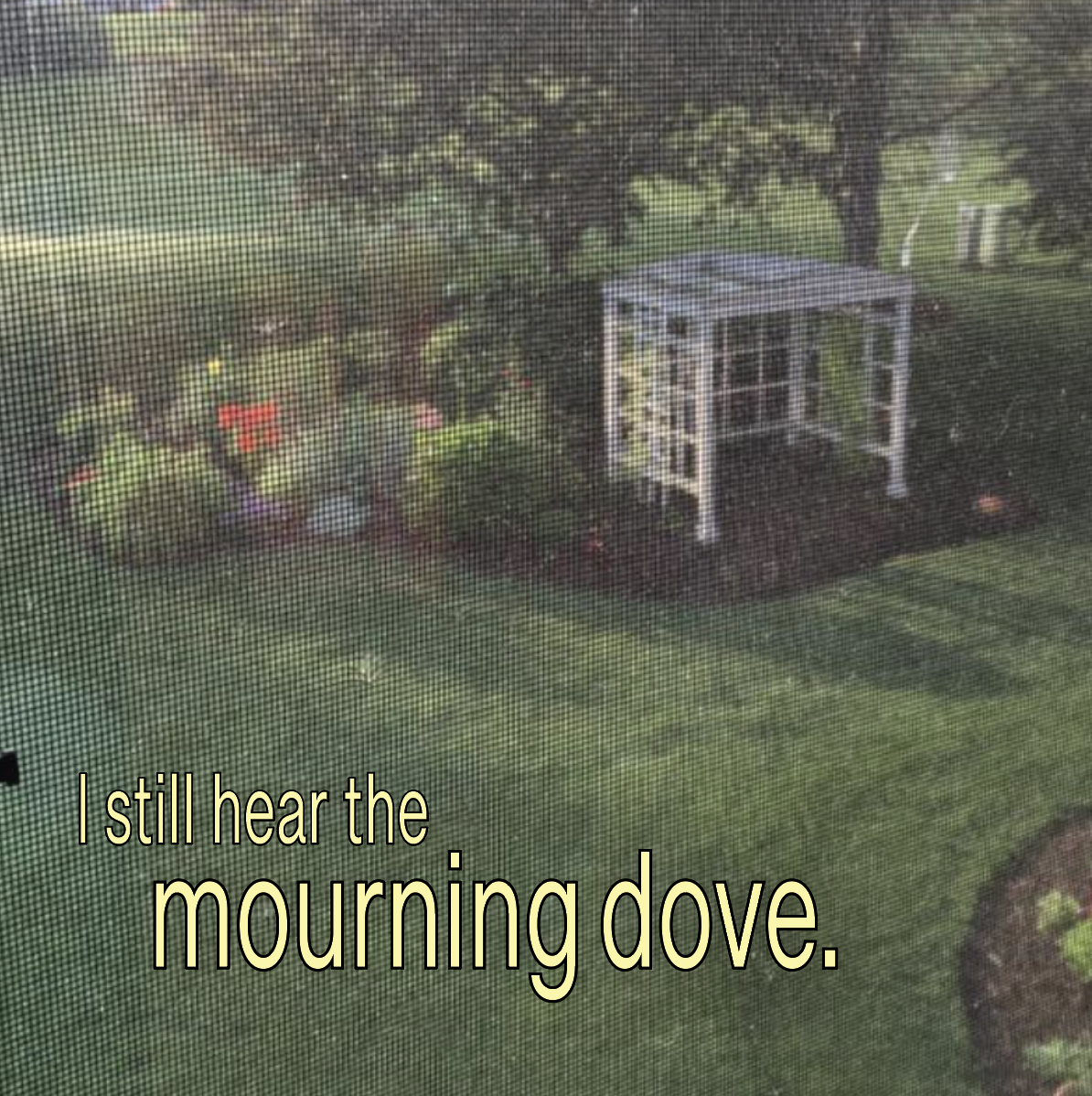 I still hear the mourning dove