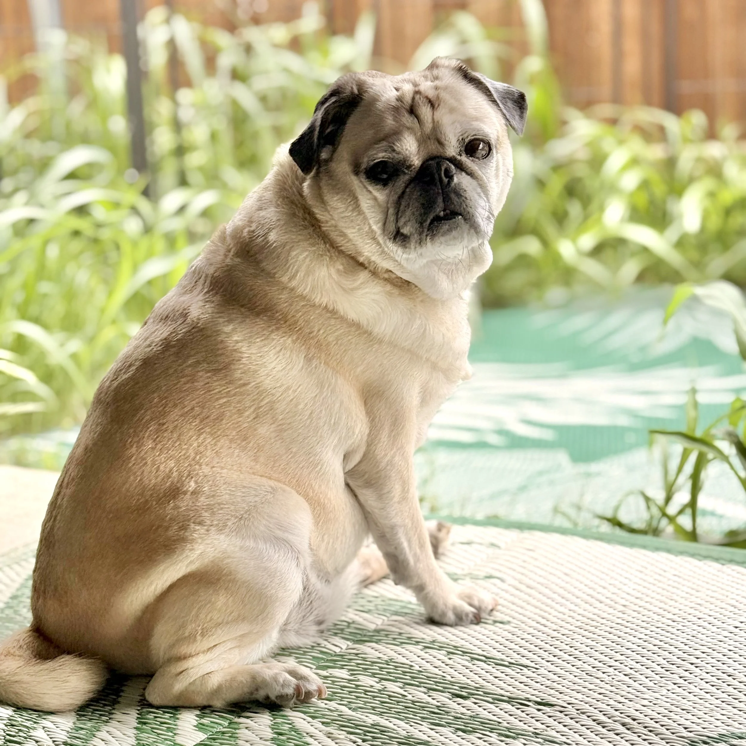 MissPuggy 1.jpeg