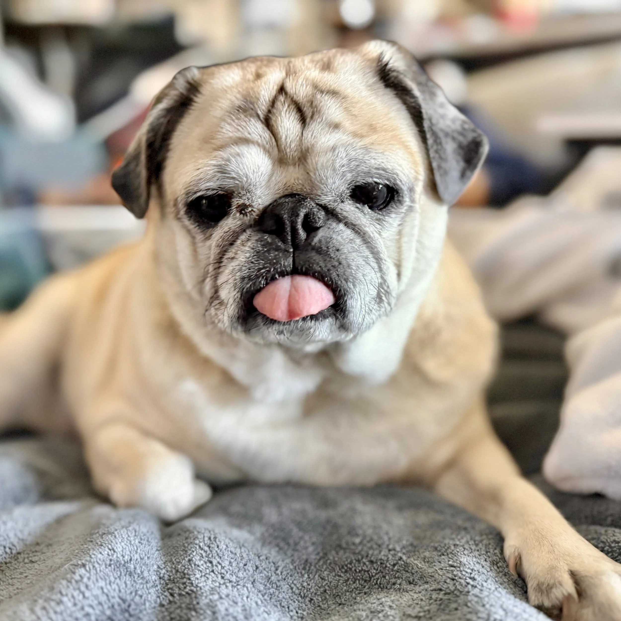 MissPuggy7.jpeg