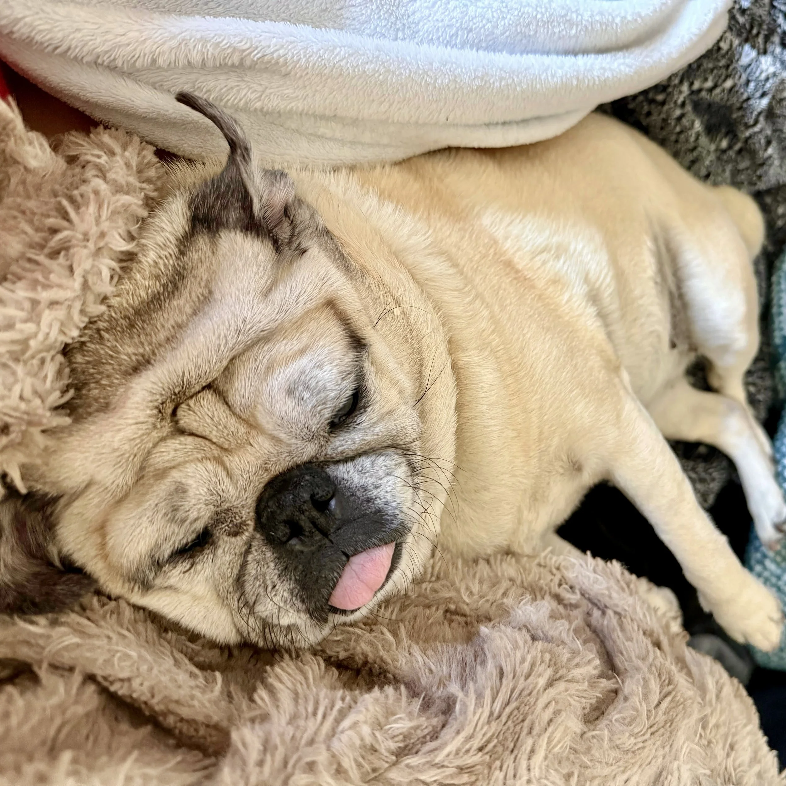 MissPuggy3.jpeg