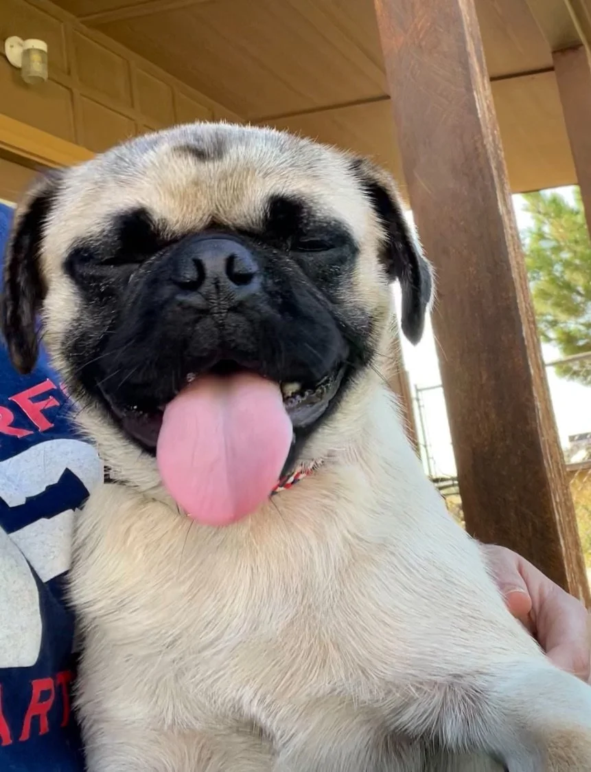 Pugs 2.JPEG