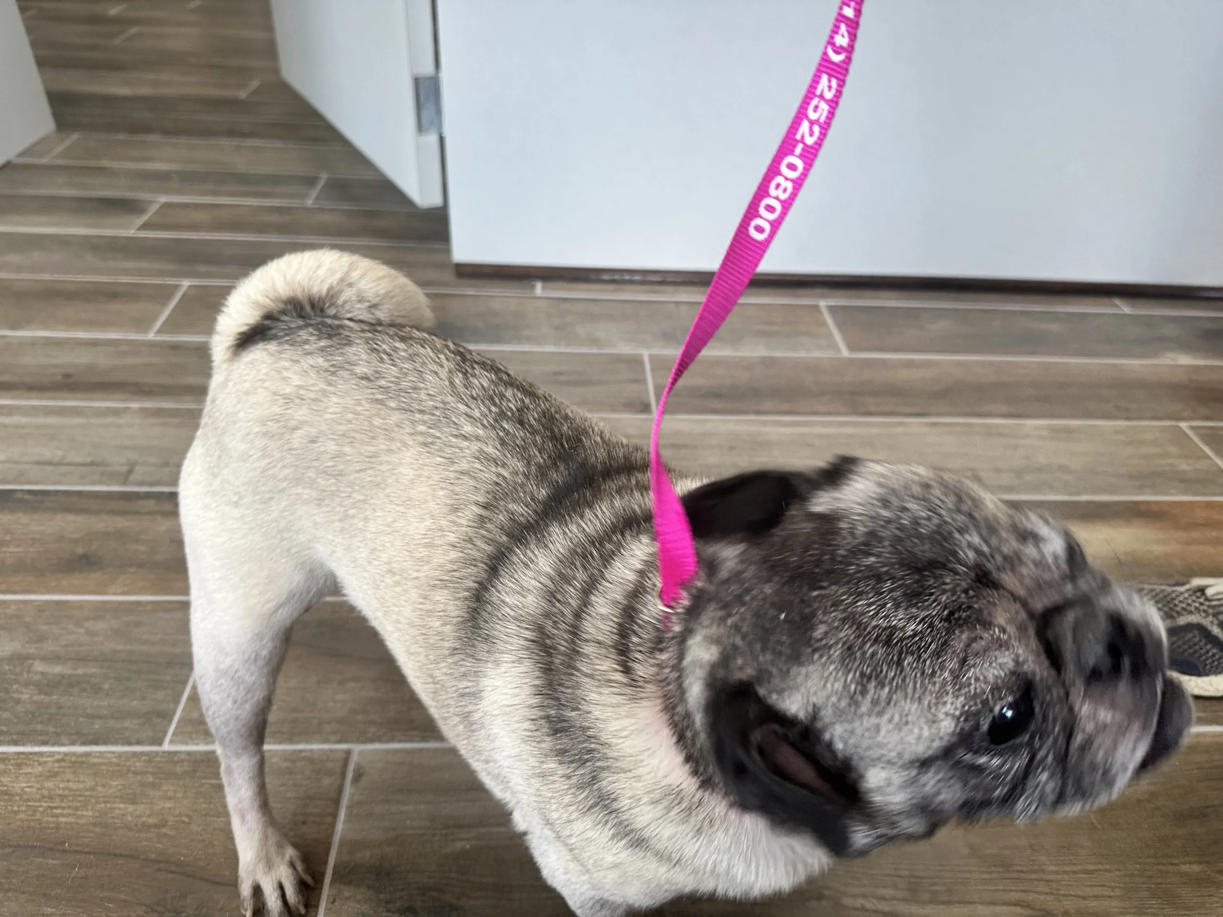 Pugstavo 3.jpeg