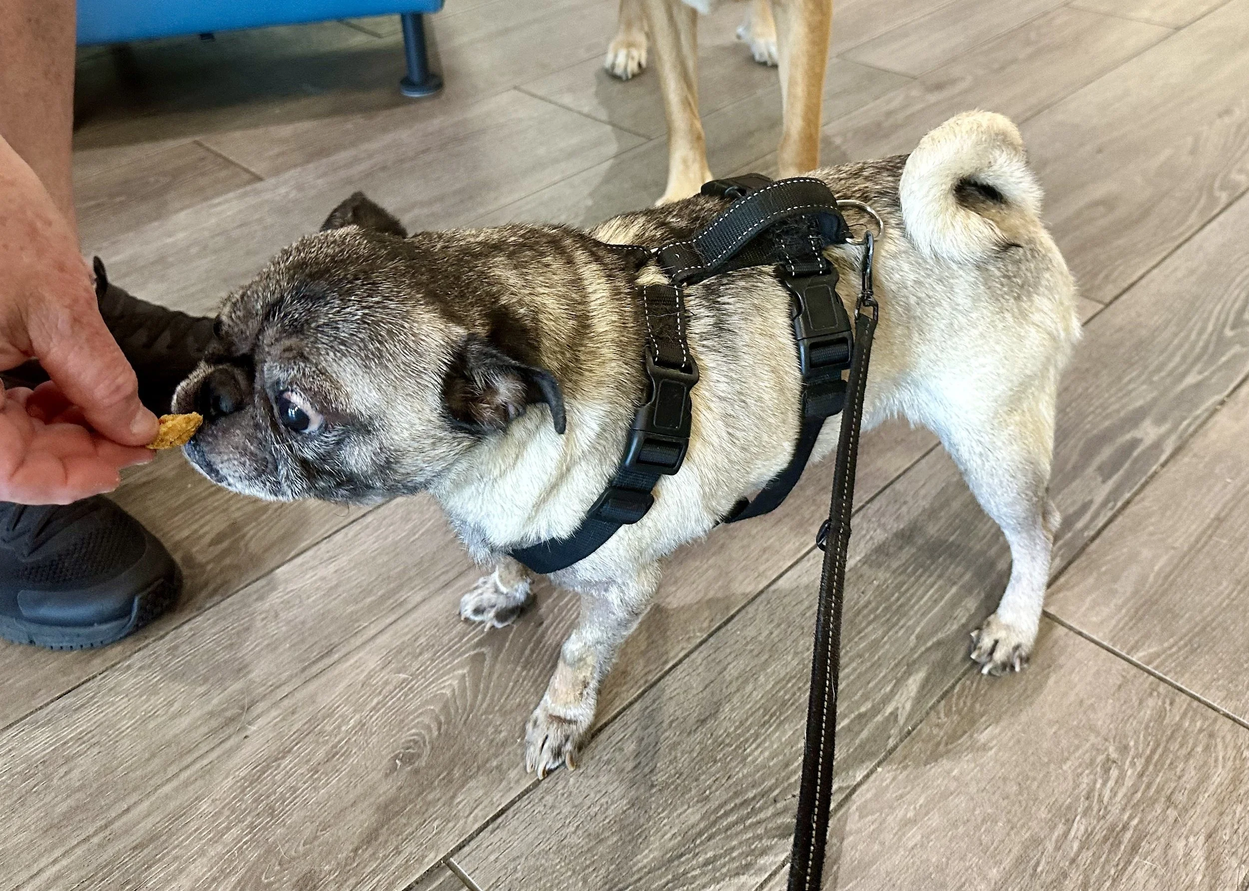 Pugstavo_7751.jpeg