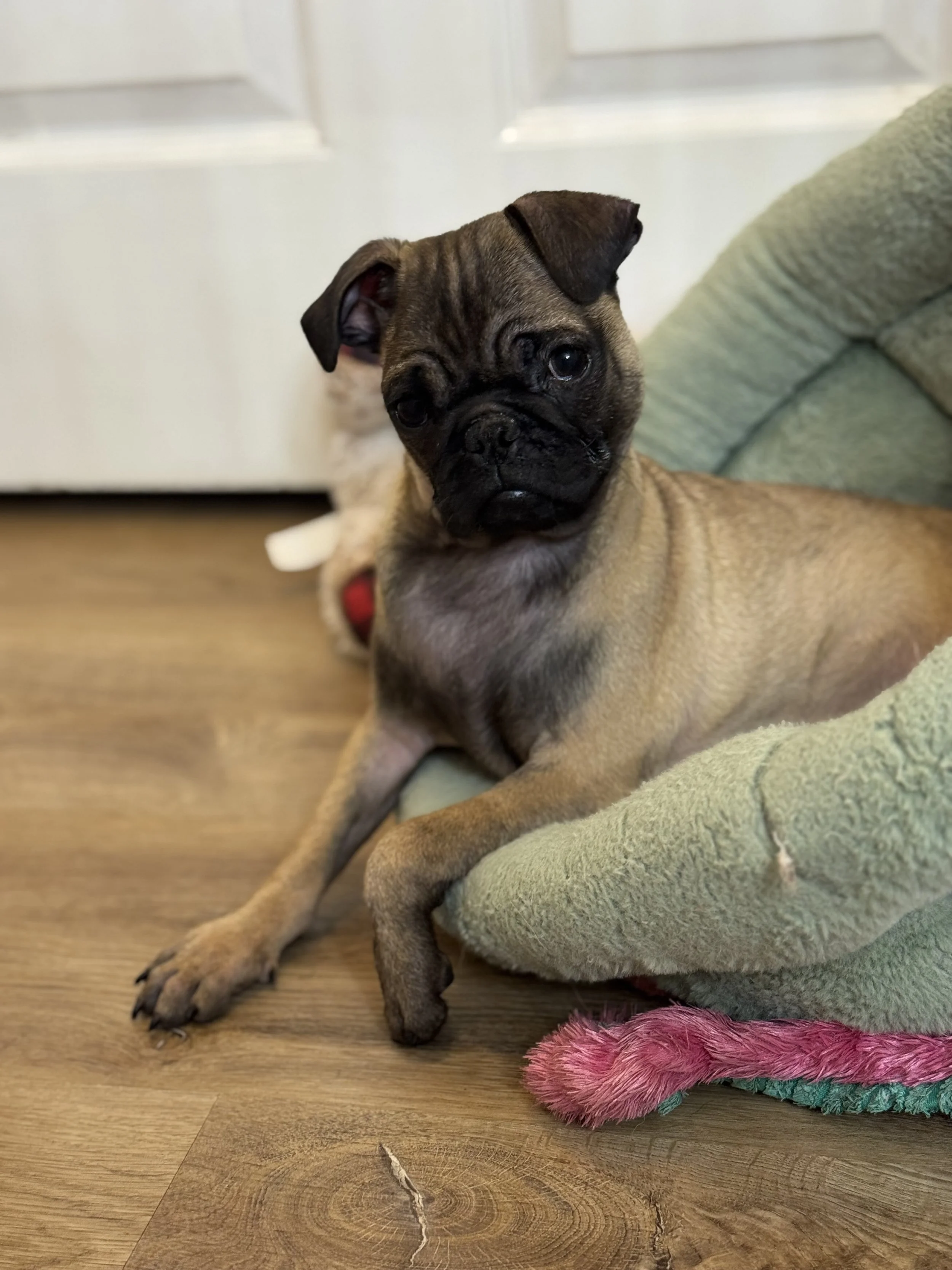 Greta 1 9.15.25.jpeg