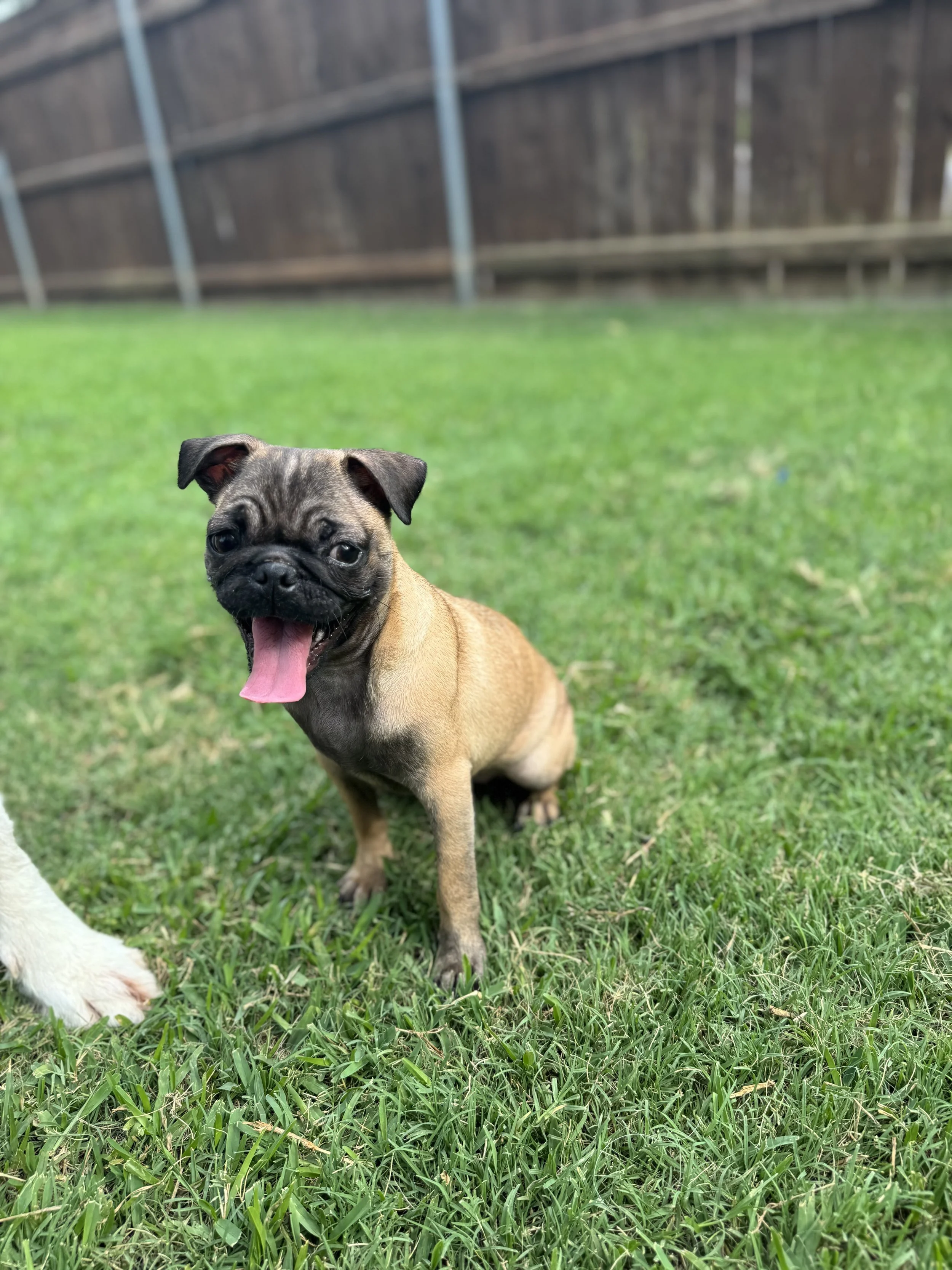 Greta 2 9.15.25.jpeg