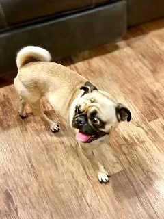 Nugget_3.jpg