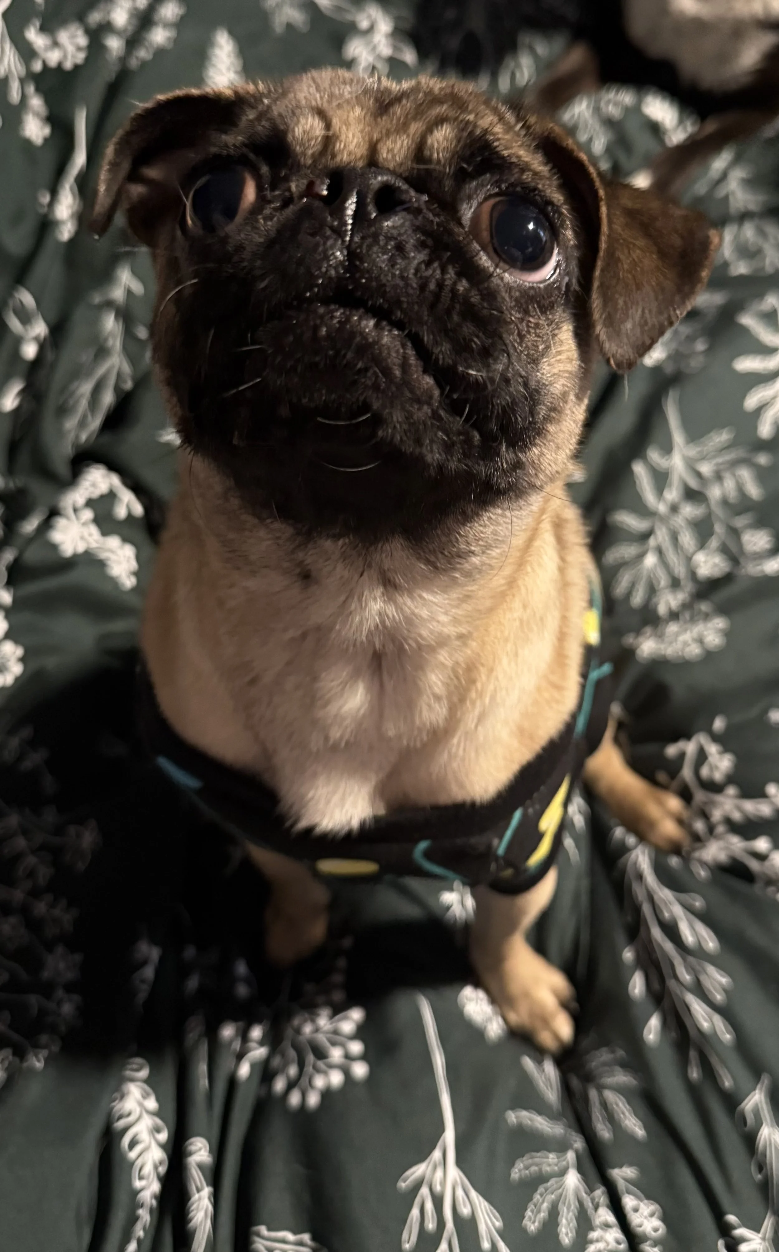 Princess Girl 4.jpeg