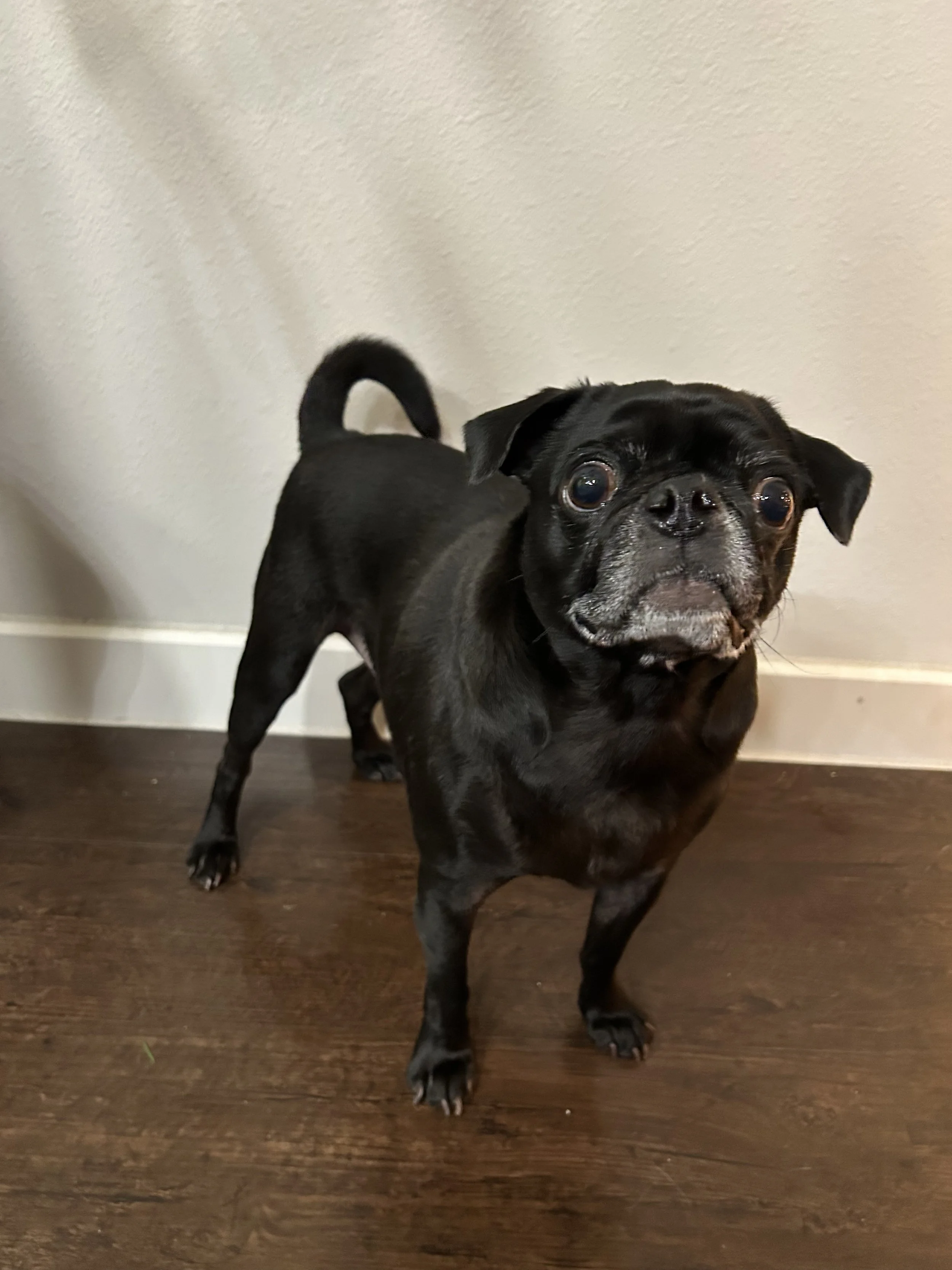 Mylo 3.jpg