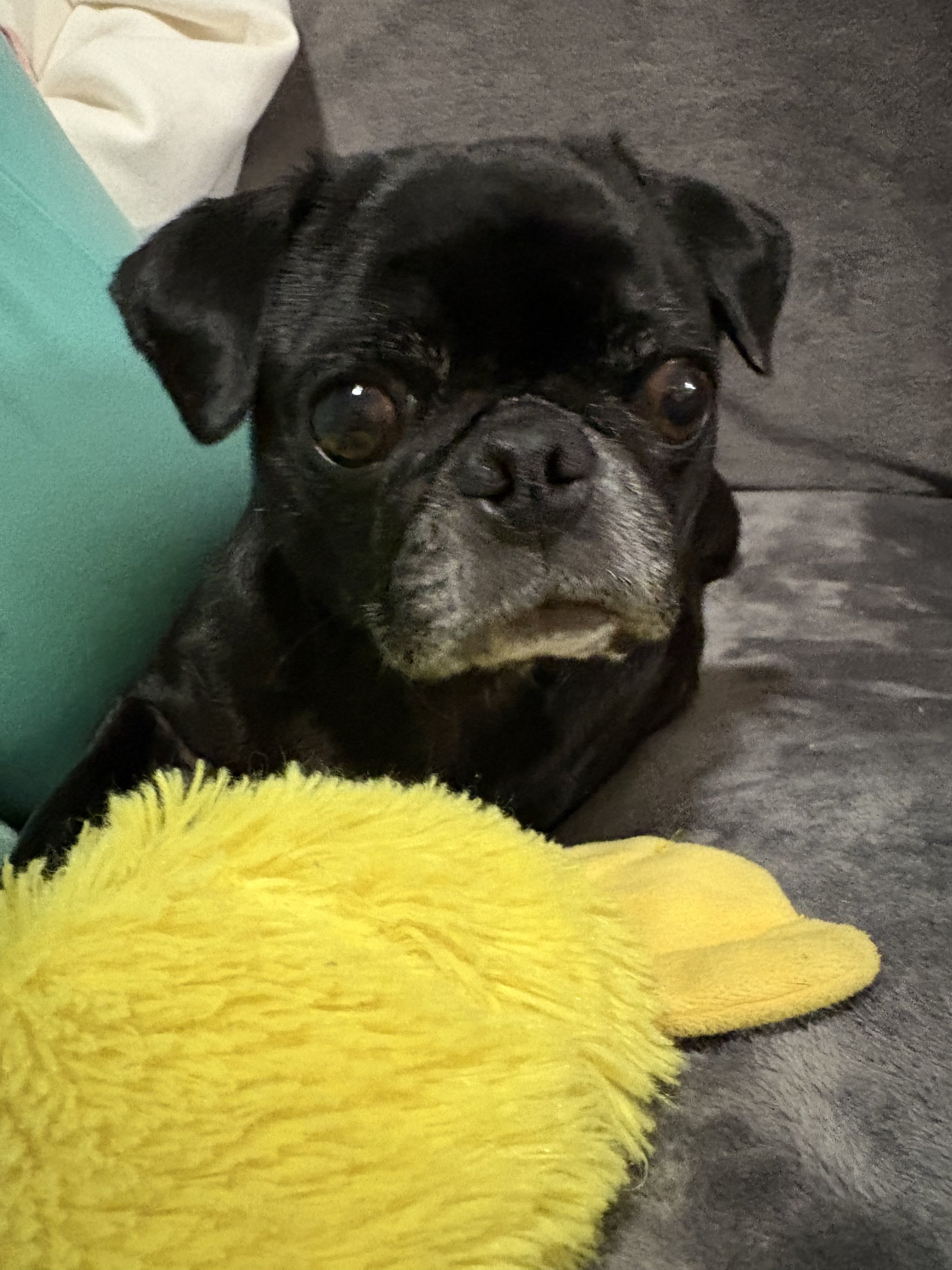 Mylo 1.jpg