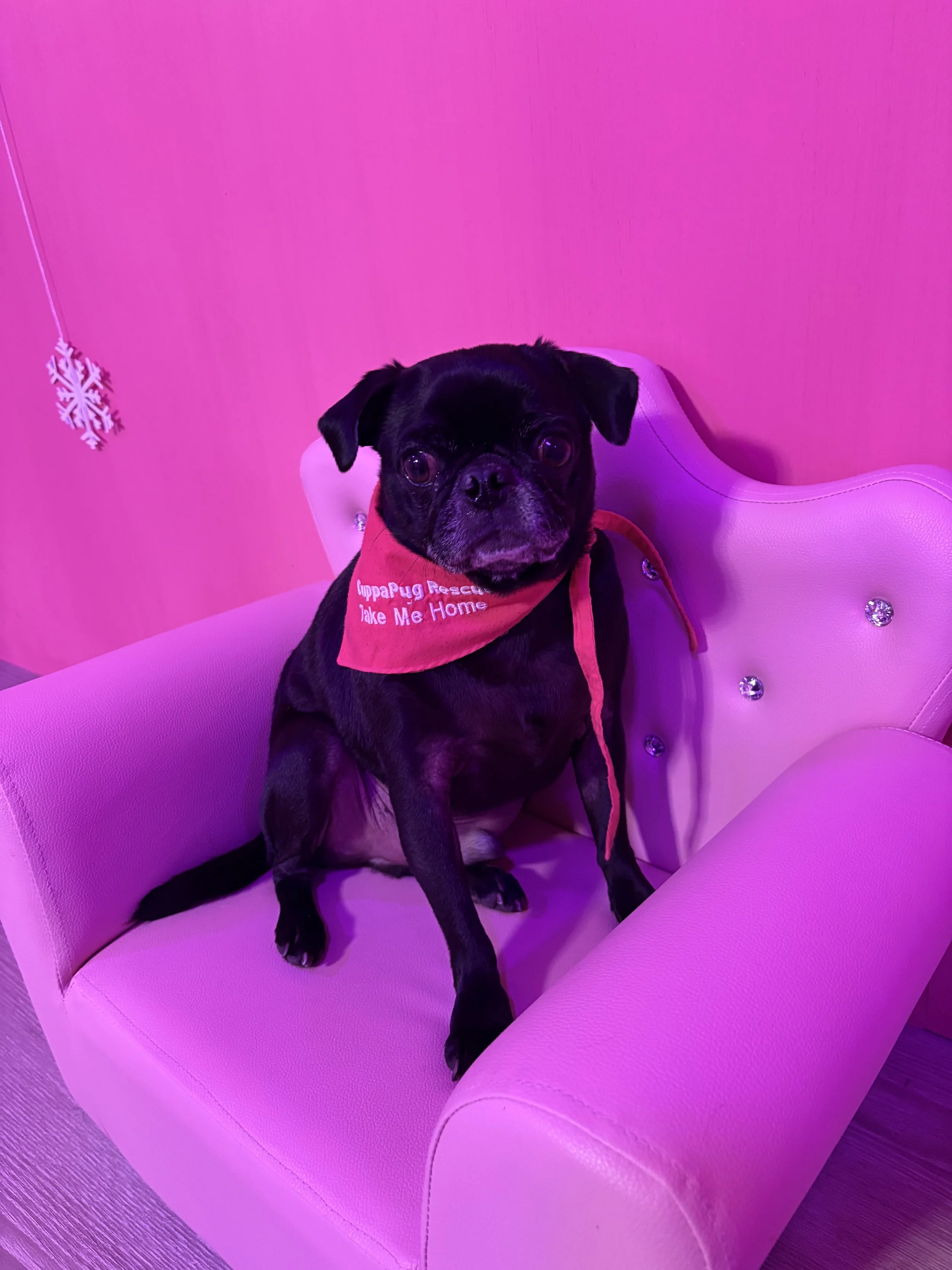 Mylo 2.jpg
