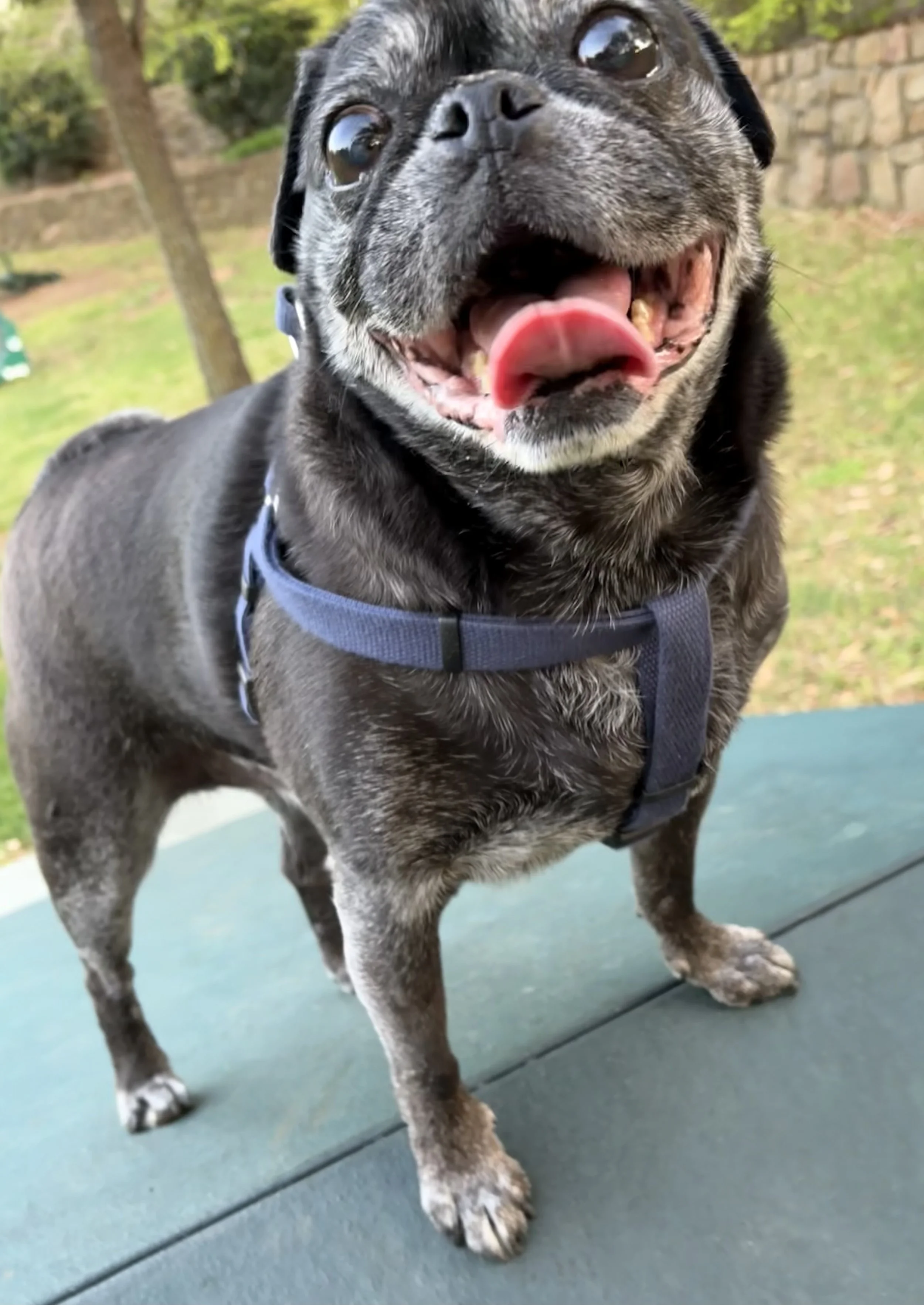 Murphy 2.jpeg