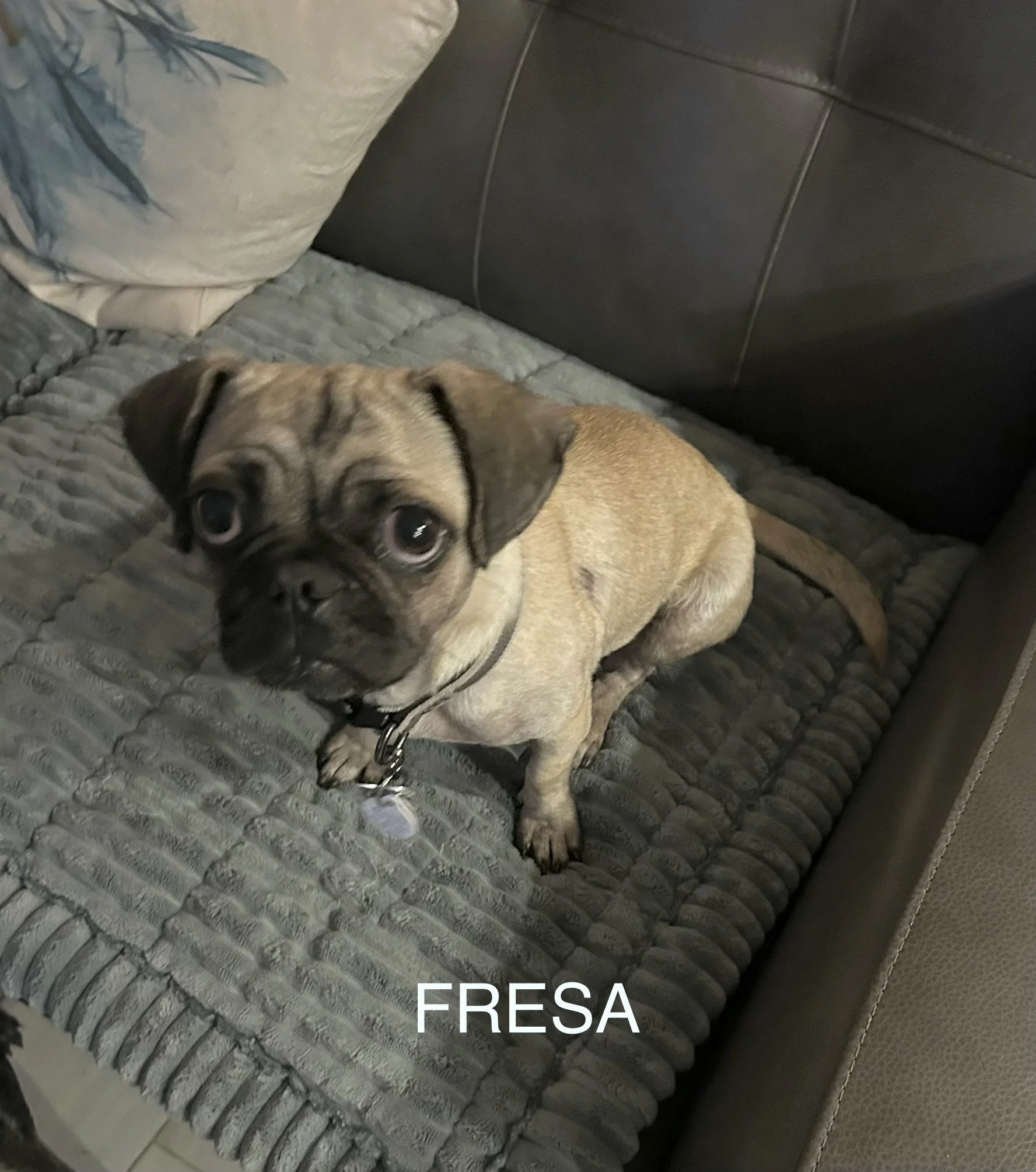 Fresa 1.jpeg