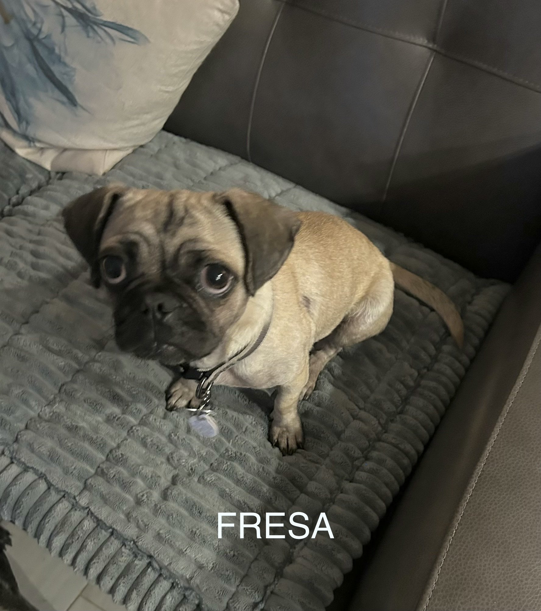 Fresa