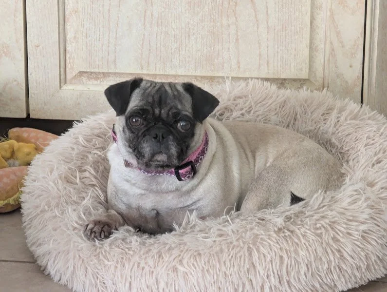 Puggy Girl 1.jpg