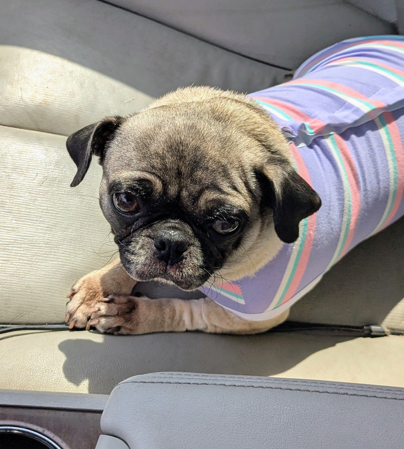 Puggy Girl 5.jpg