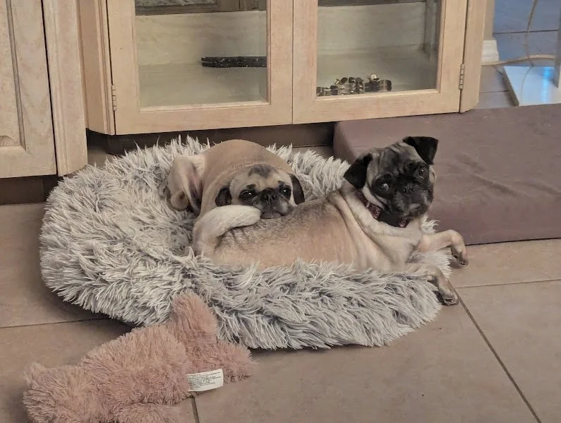 Puggy Girl 3.jpg