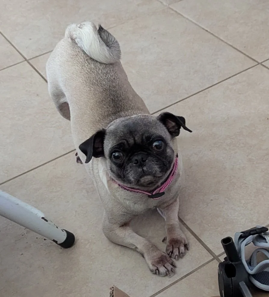 Puggy Girl