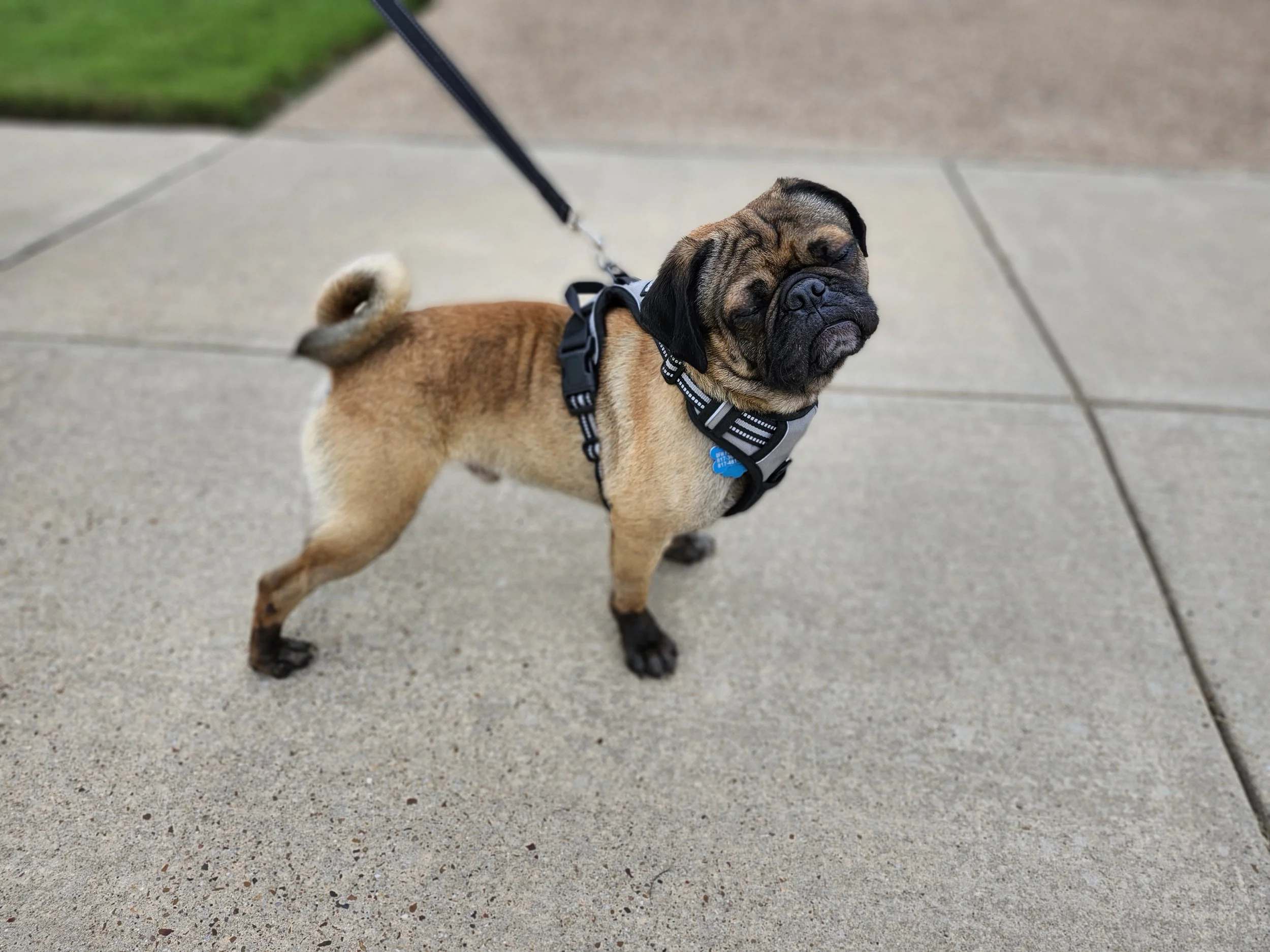 Pierogi 4.jpg