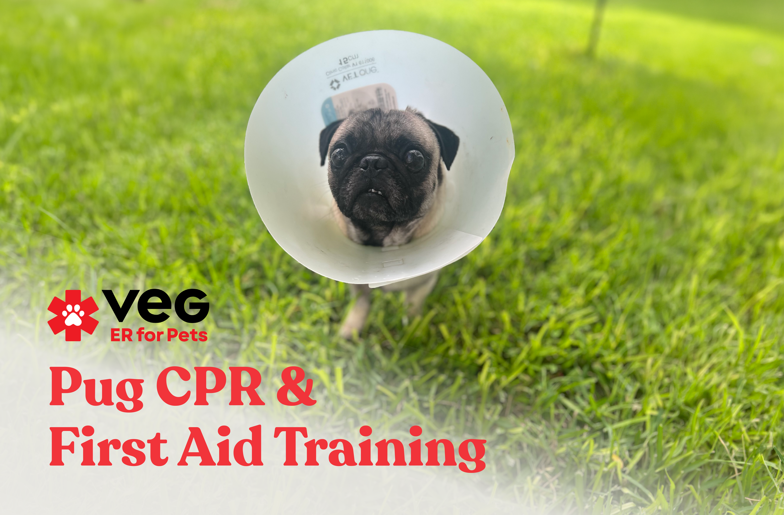 Pug CPR & First Aid Training with VEG ER